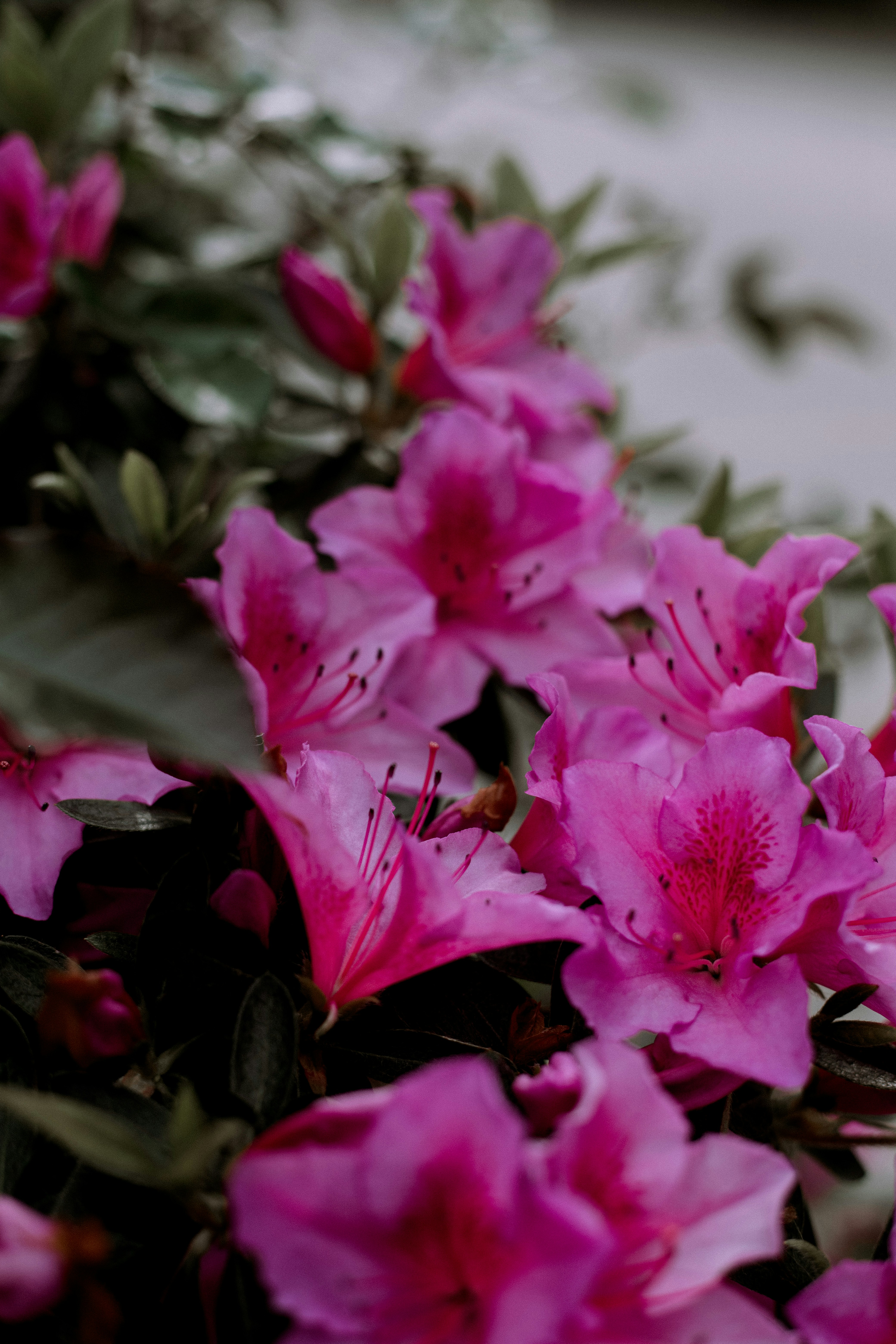 Vibrant pink azaleas bloom with delicate petals.