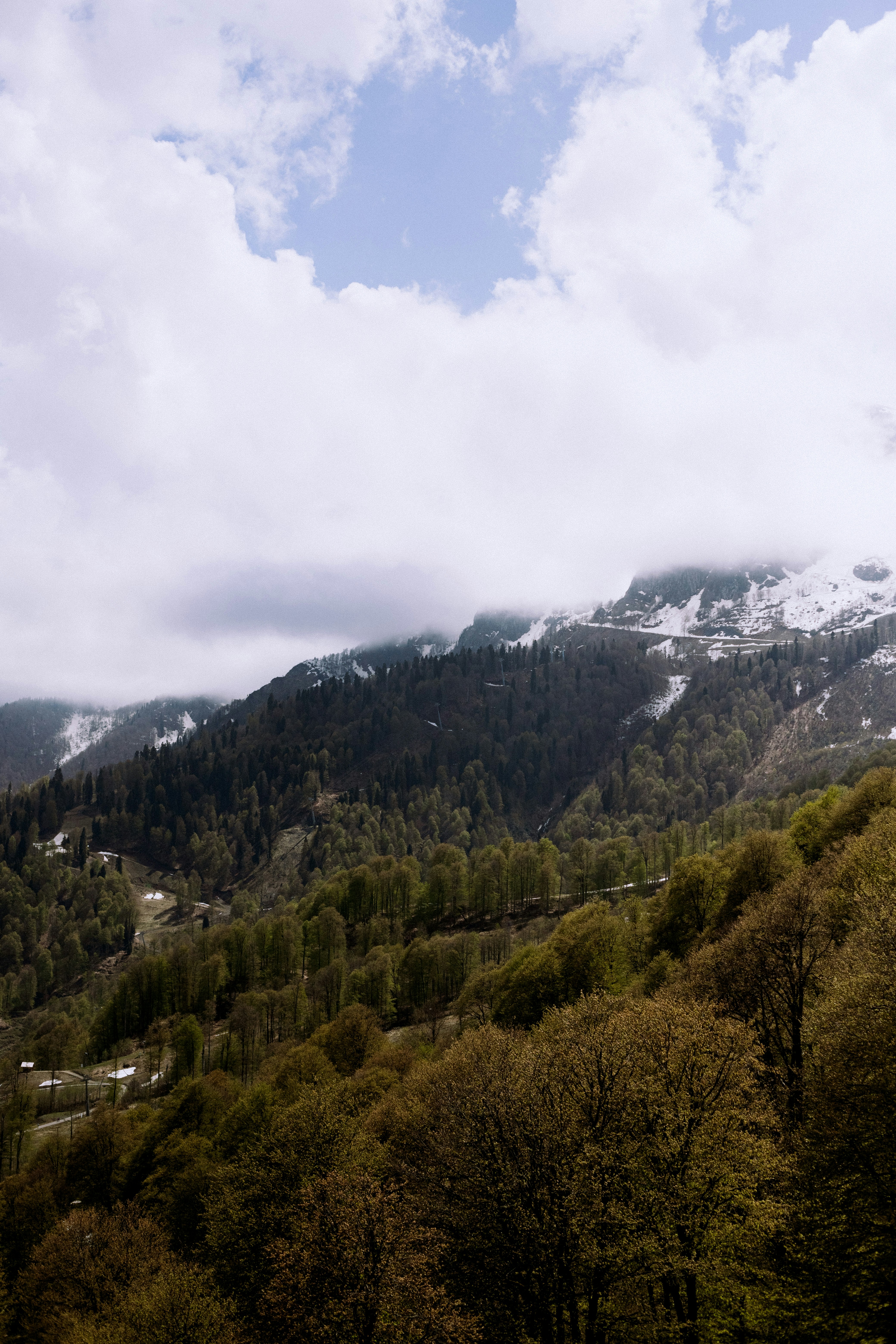 Lush green forest covers rolling hills under cloudy sky.