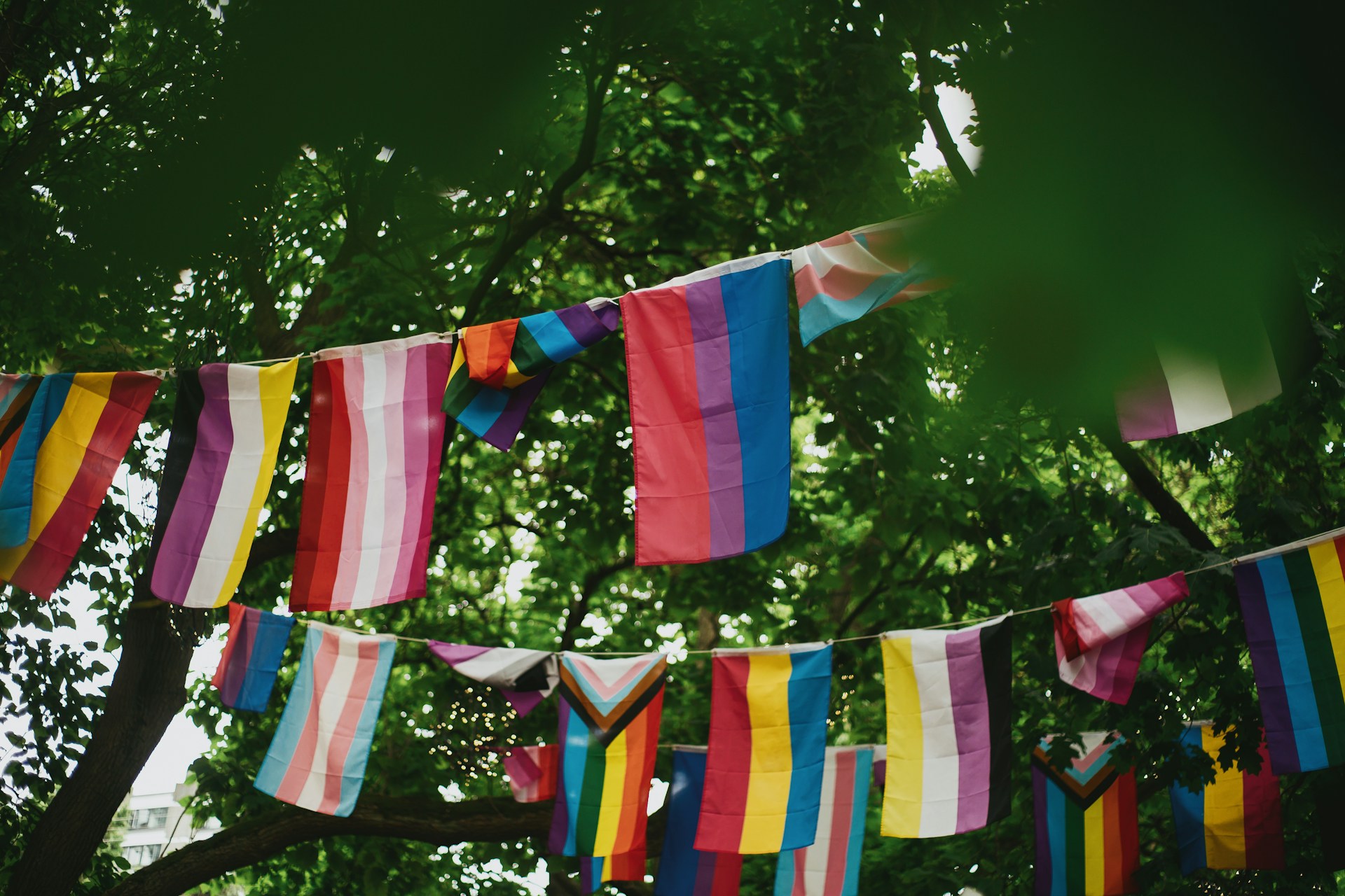 Pride flags strung between trees under green leaves.