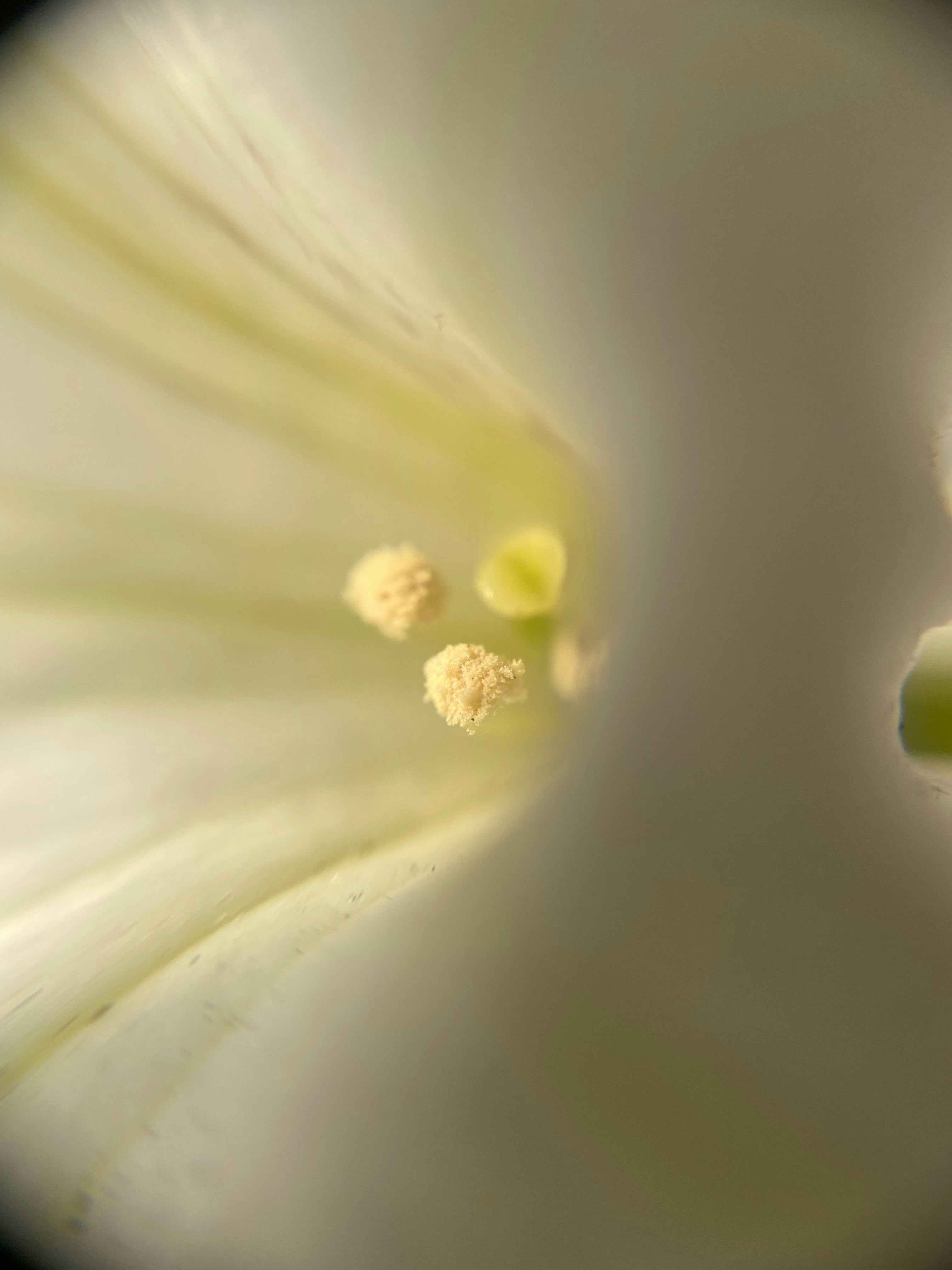 Photo by norbertotriaes