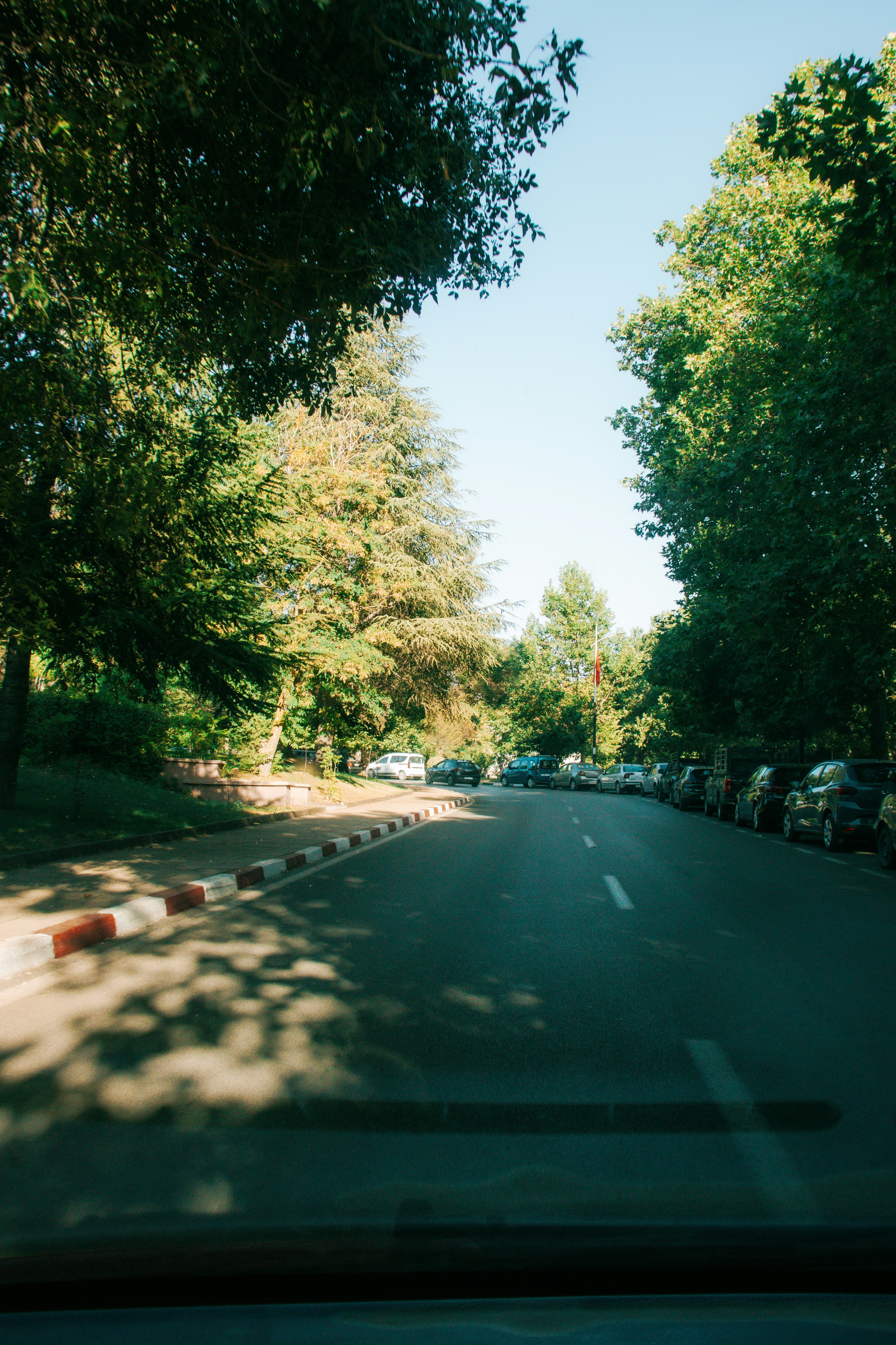 Road lined with trees and parked cars on a sunny day.
