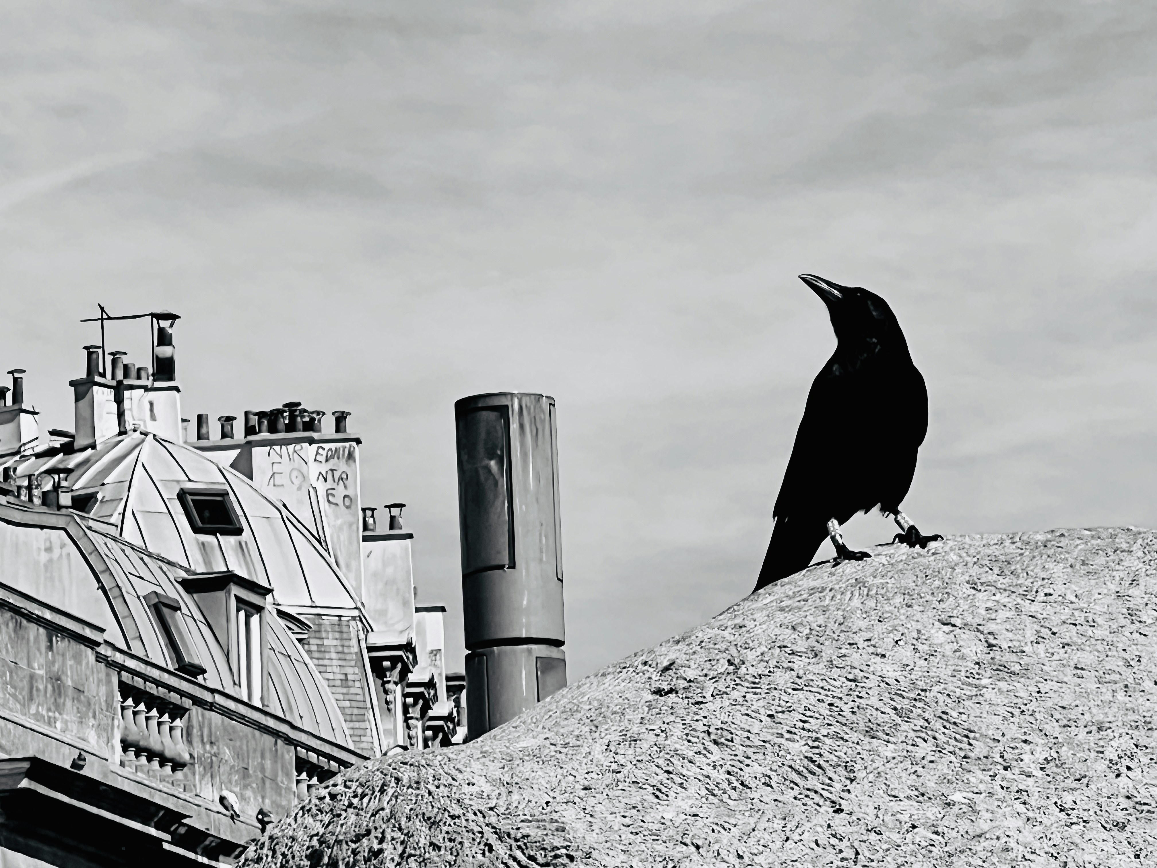 Un corbeau est assis sur un mur de pierre surplombant les toits.
