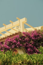 Building with vibrant pink flowers and pergola