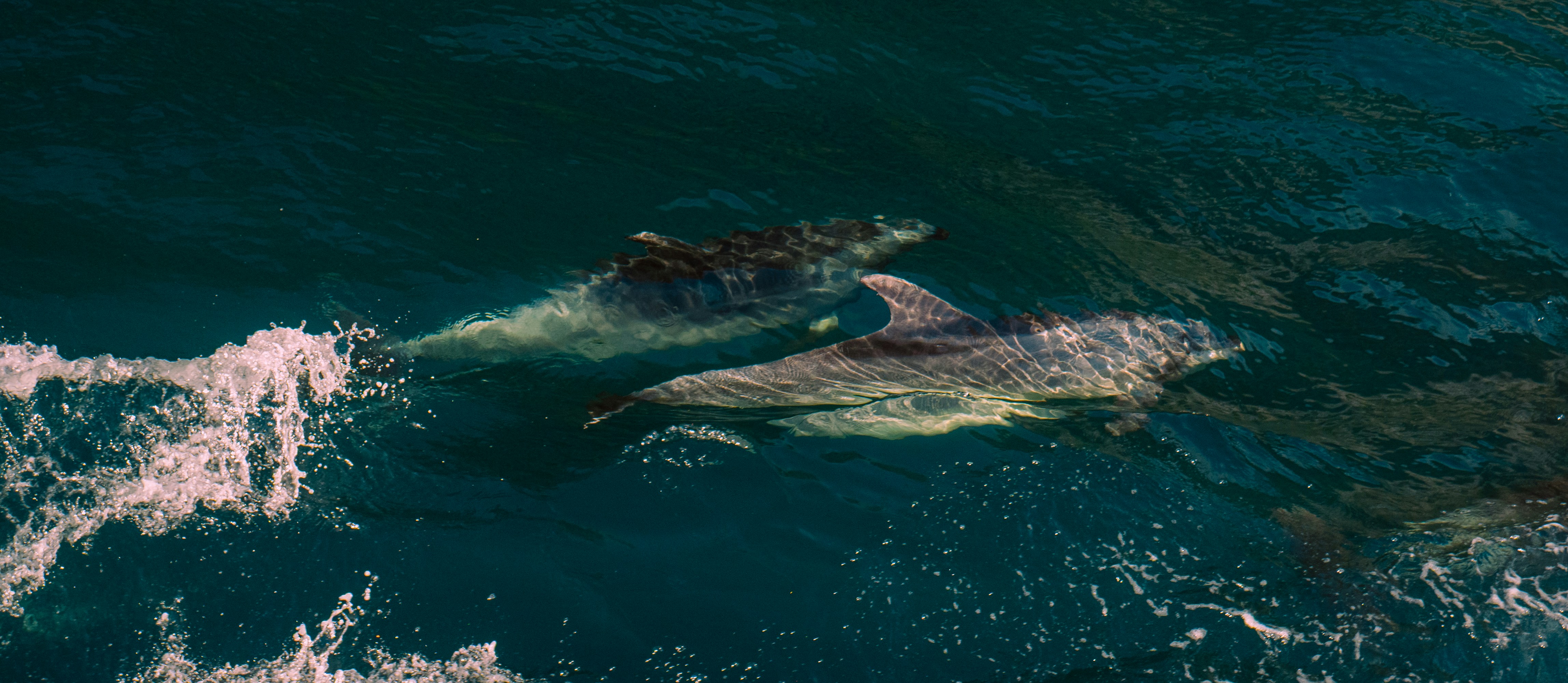 Two dolphins swim together in the ocean.