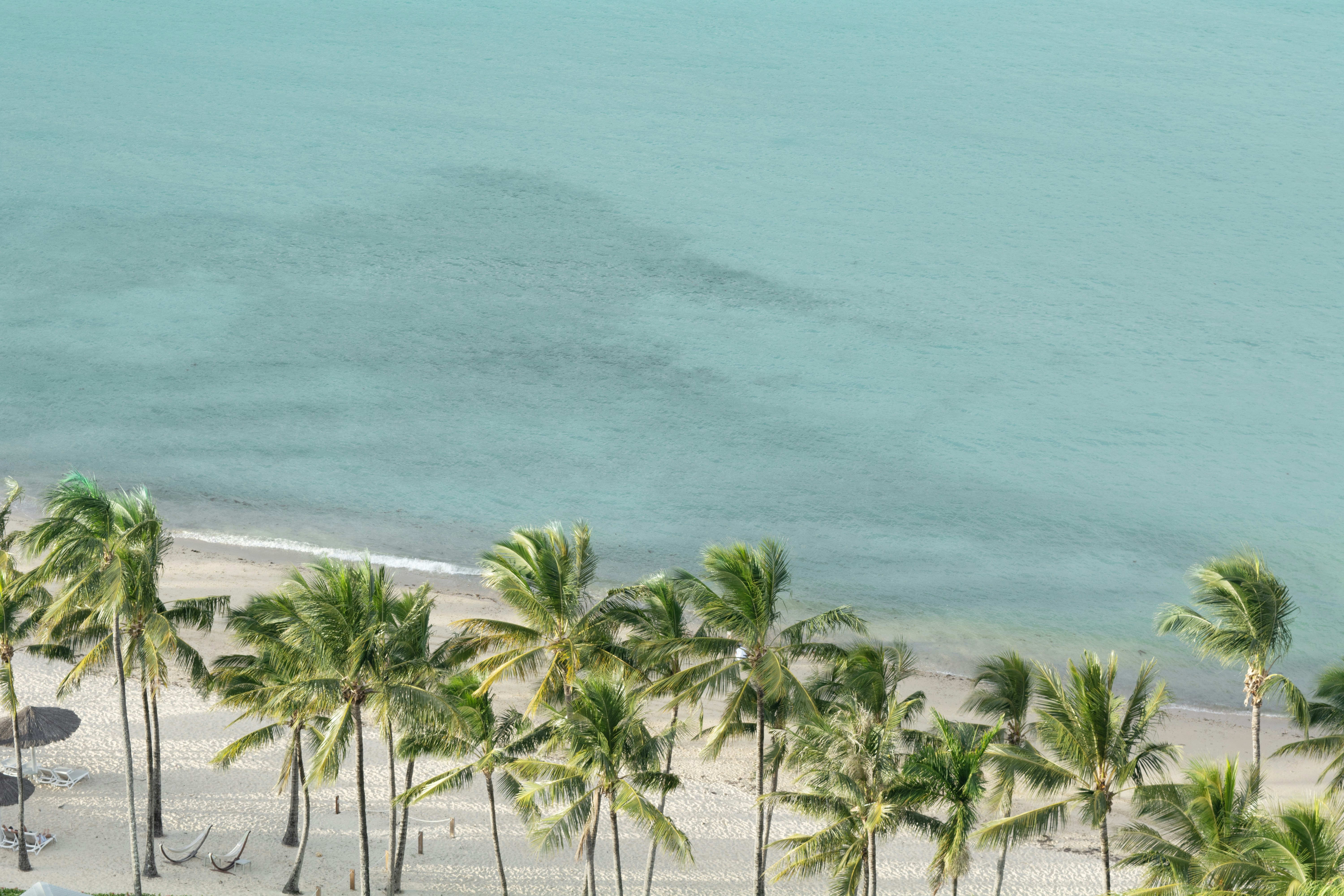 Palm trees line a sandy beach next to turquoise water.