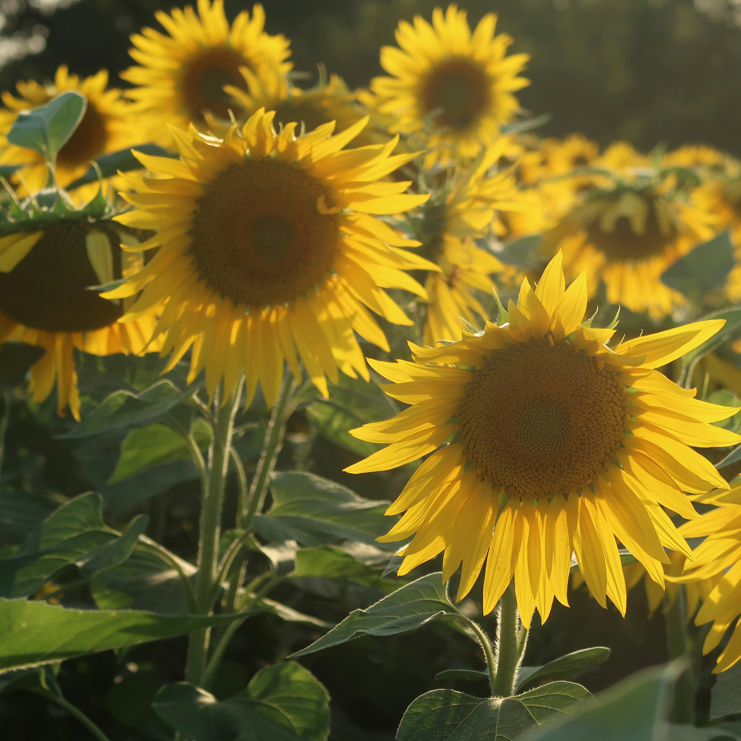 Photo by tanyabarrow