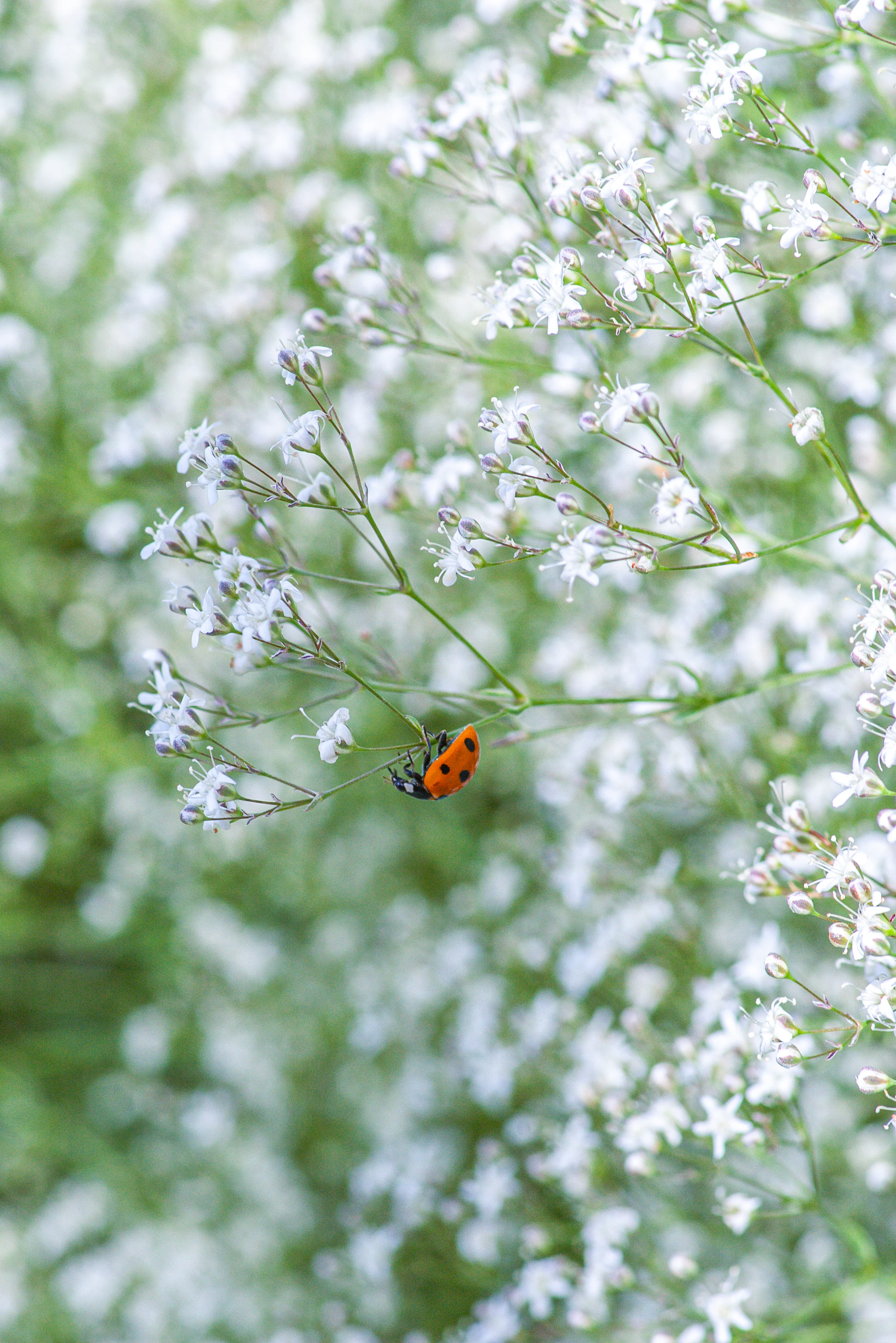 Ladybug crawling on delicate white flowers