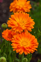 Bright orange calendula flowers bloom in a garden.