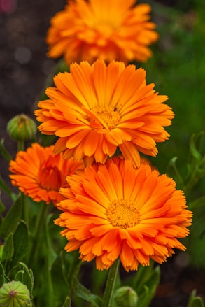 Bright orange calendula flowers bloom in a garden.