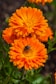 A bee pollinates a bright orange calendula flower.