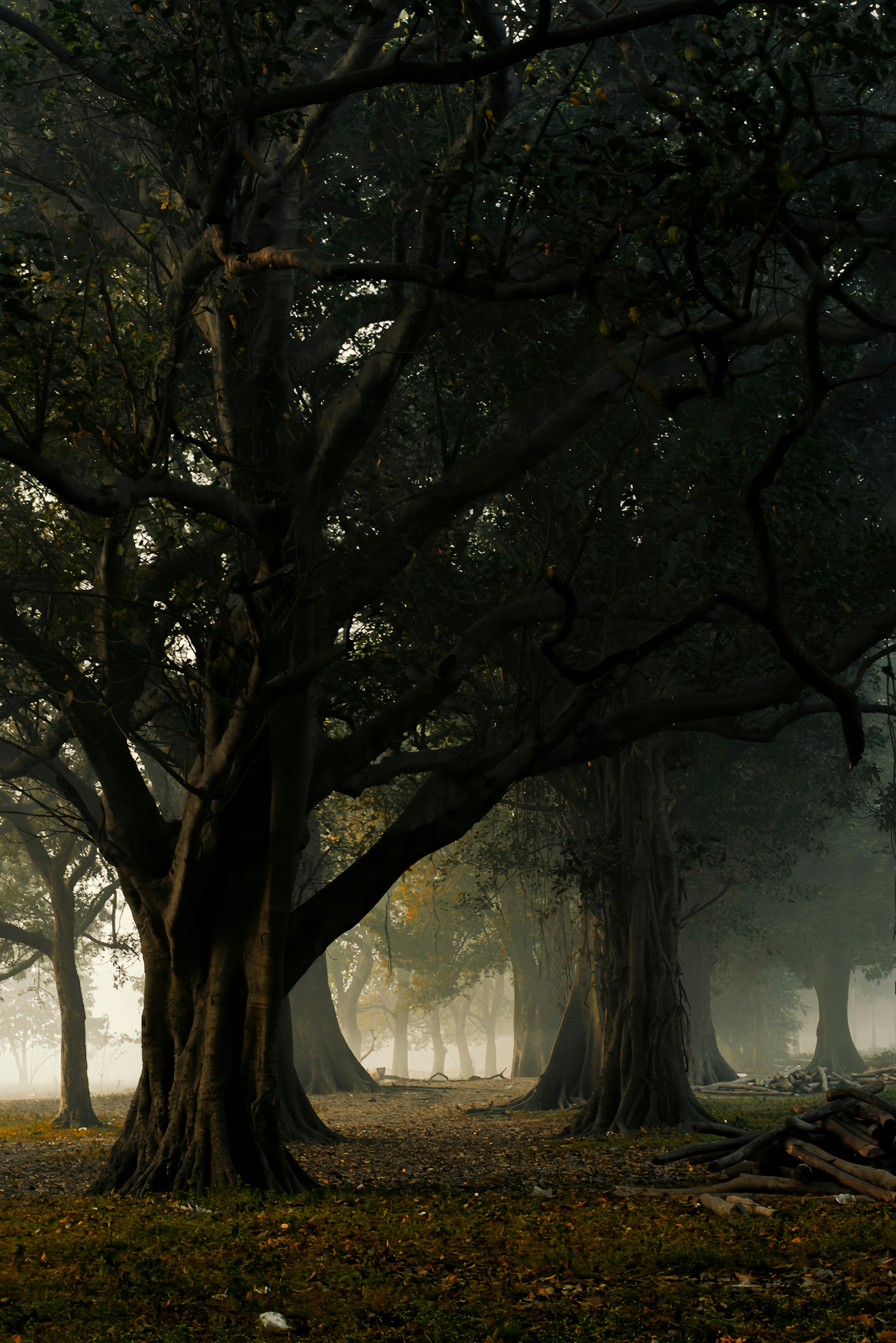 Photo by supriyoscope