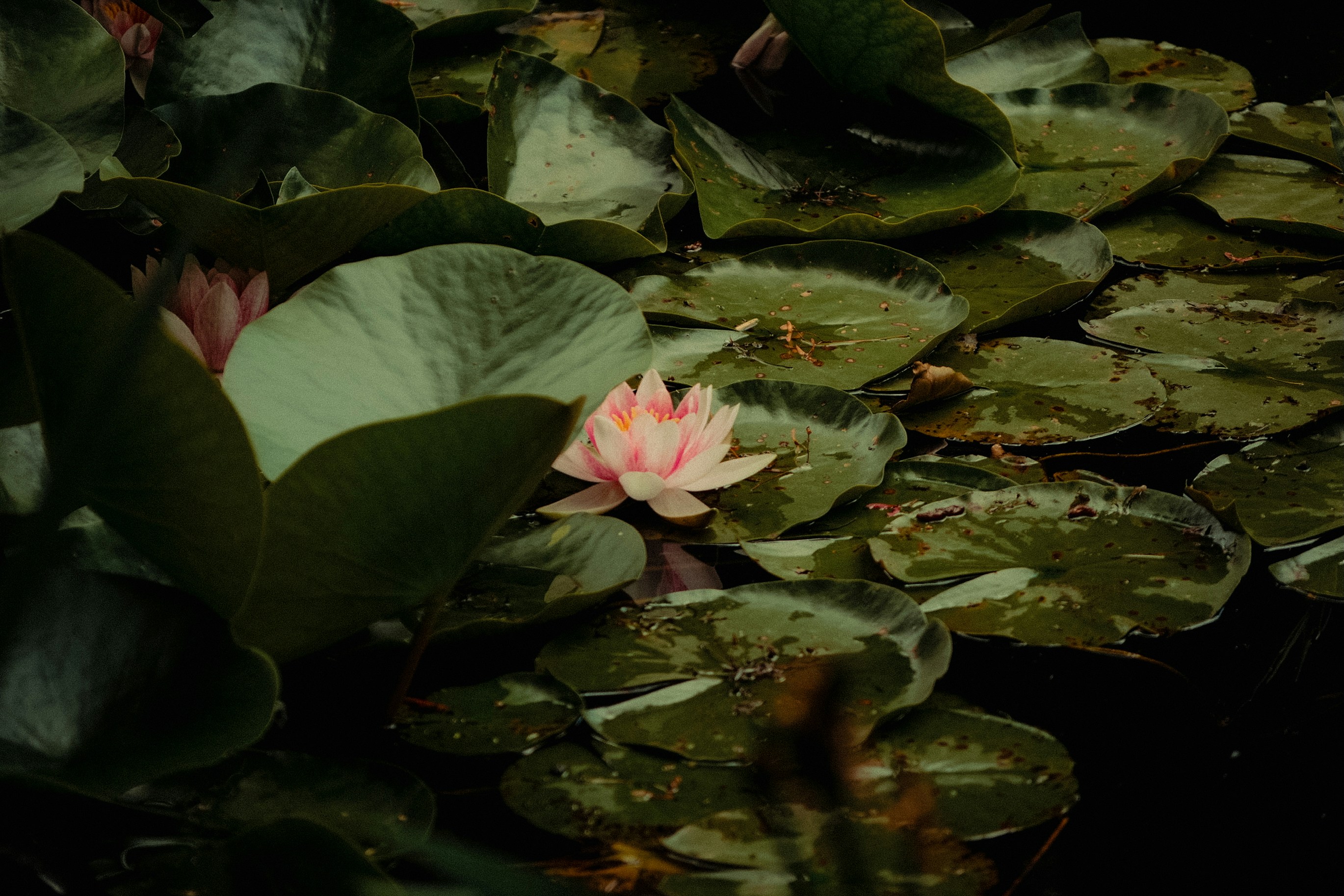 Photo by evanambrose