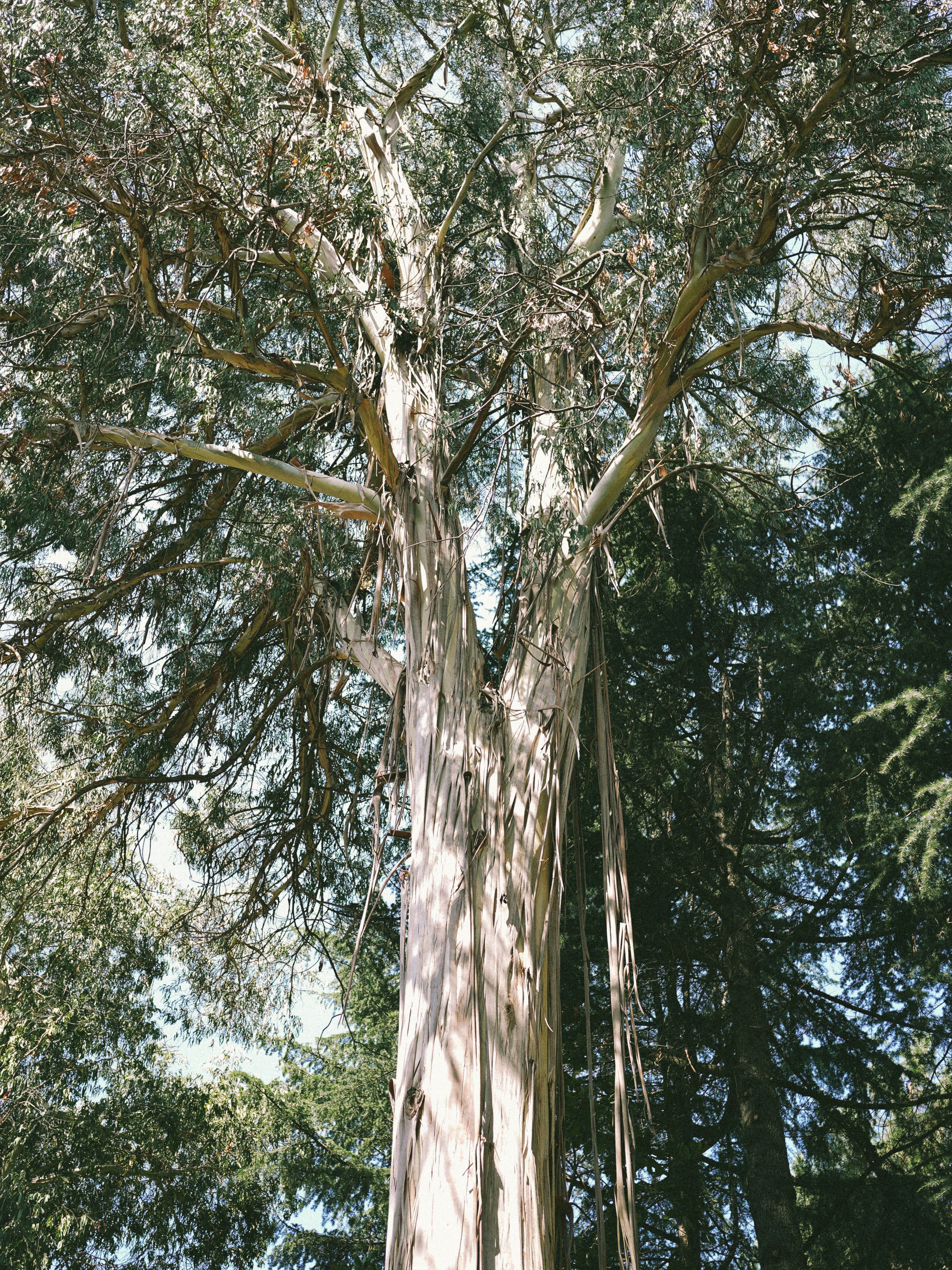 Grand arbre avec mousse suspendue dans une forêt
