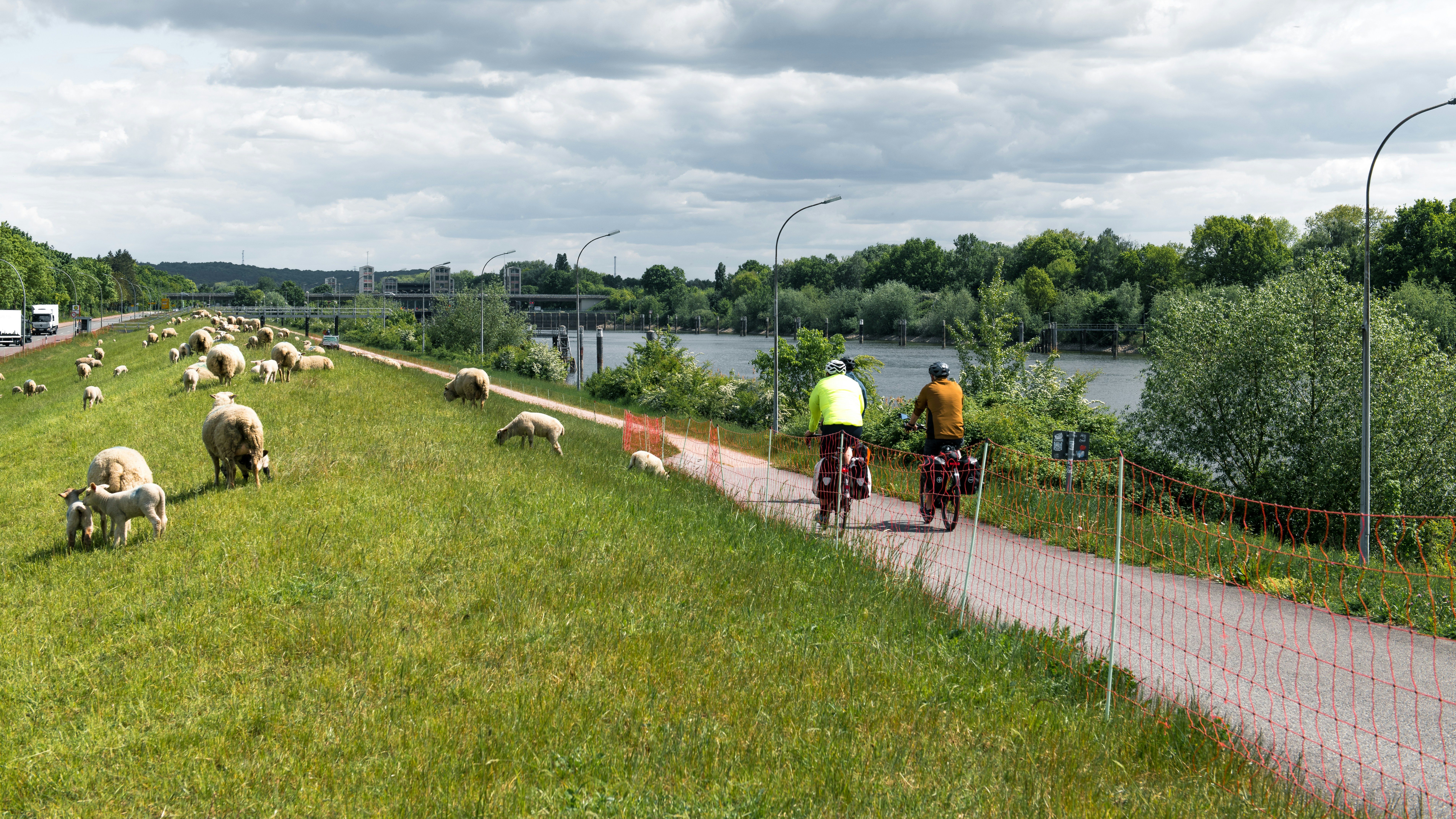 Cyclists on a path beside a river with sheep grazing