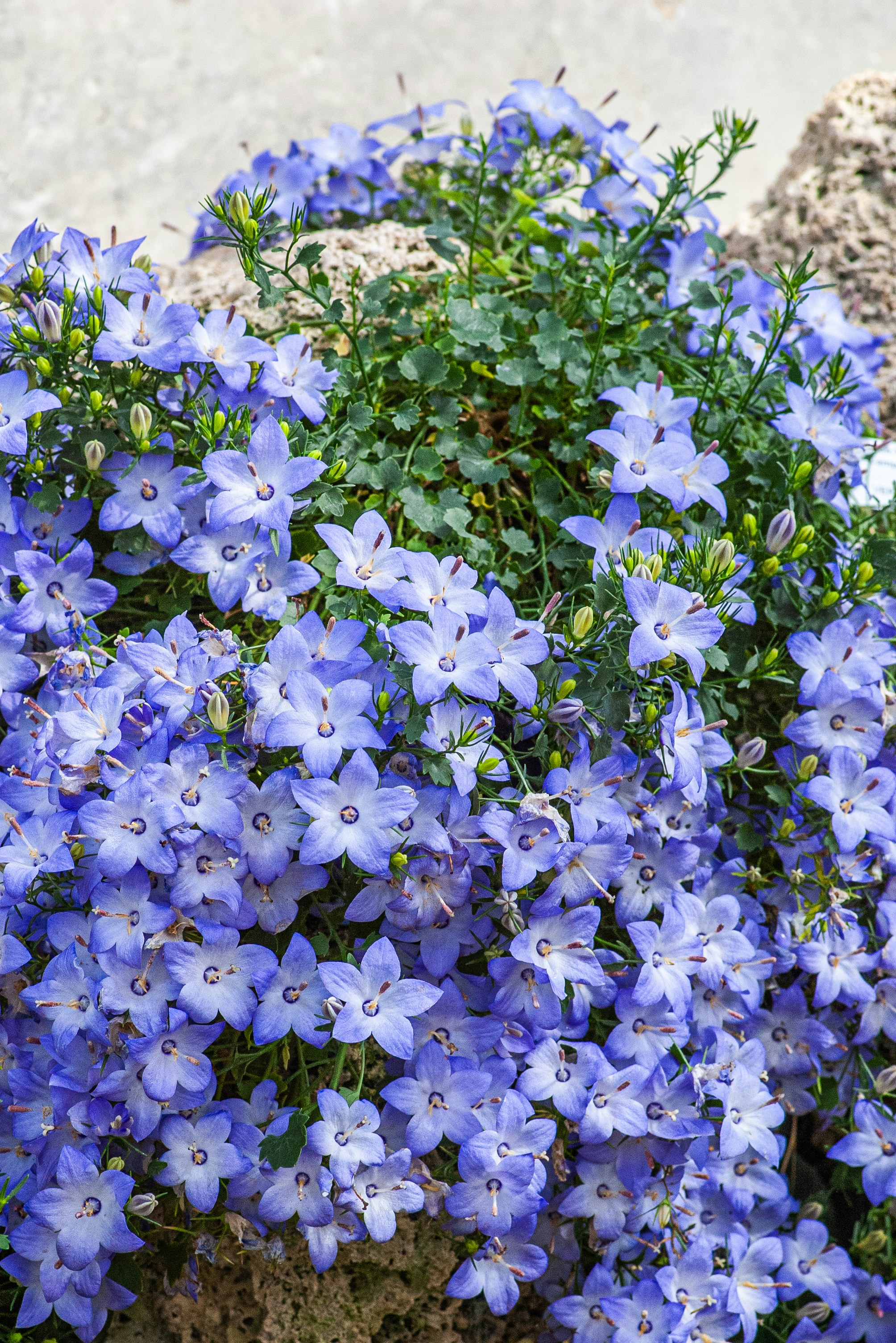 A cluster of delicate blue bell-shaped flowers.