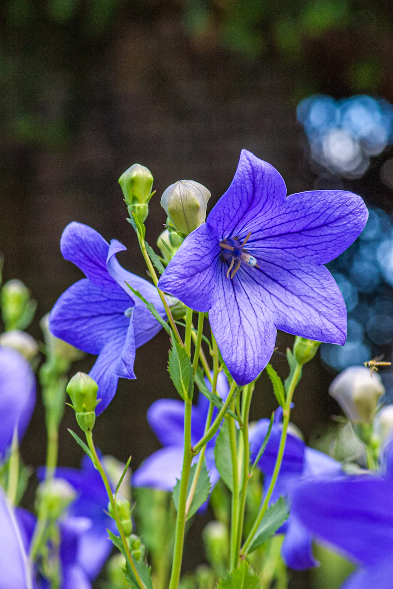 Purple bell-shaped flowers with green stems and buds