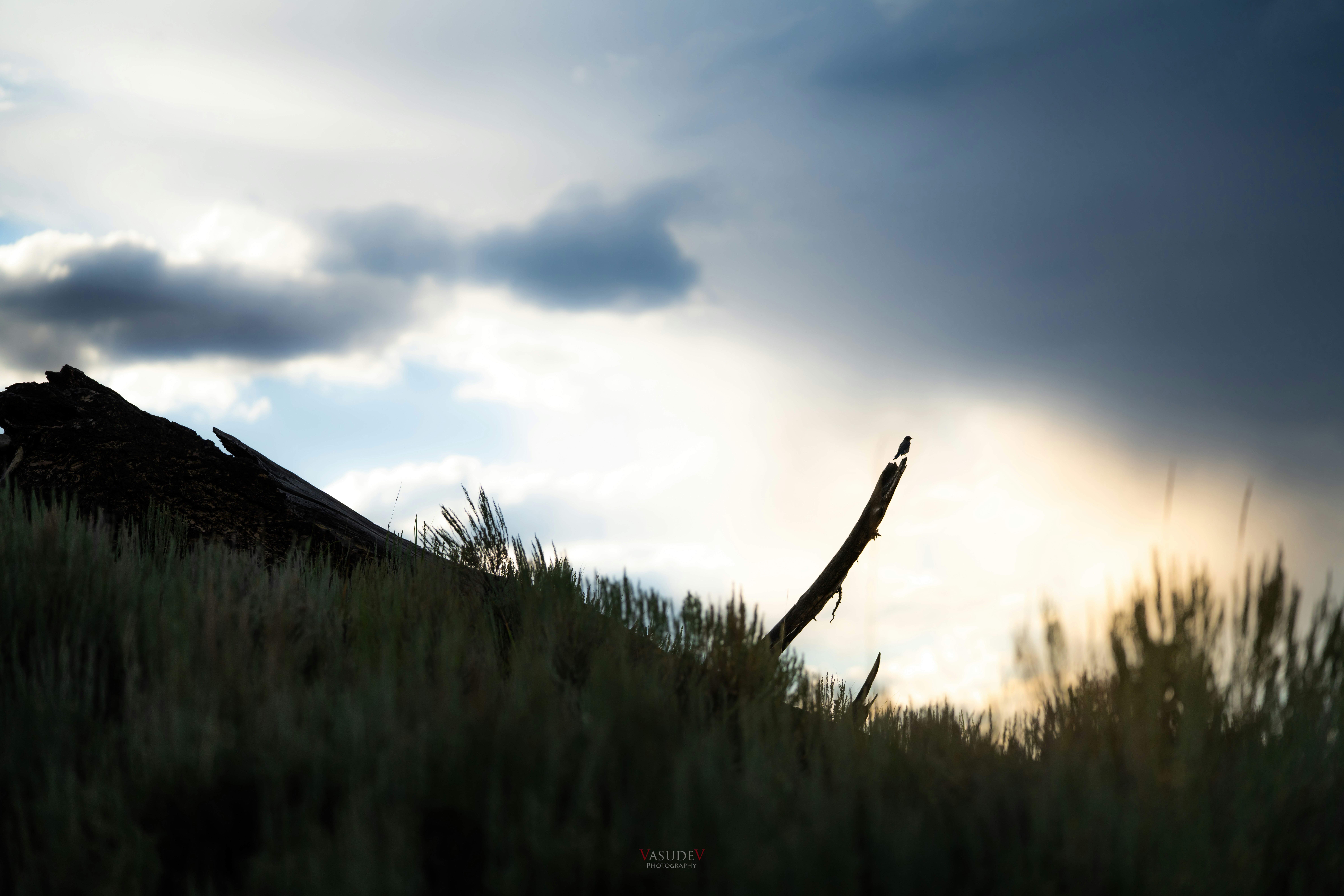 Photo by vasupendyalaa