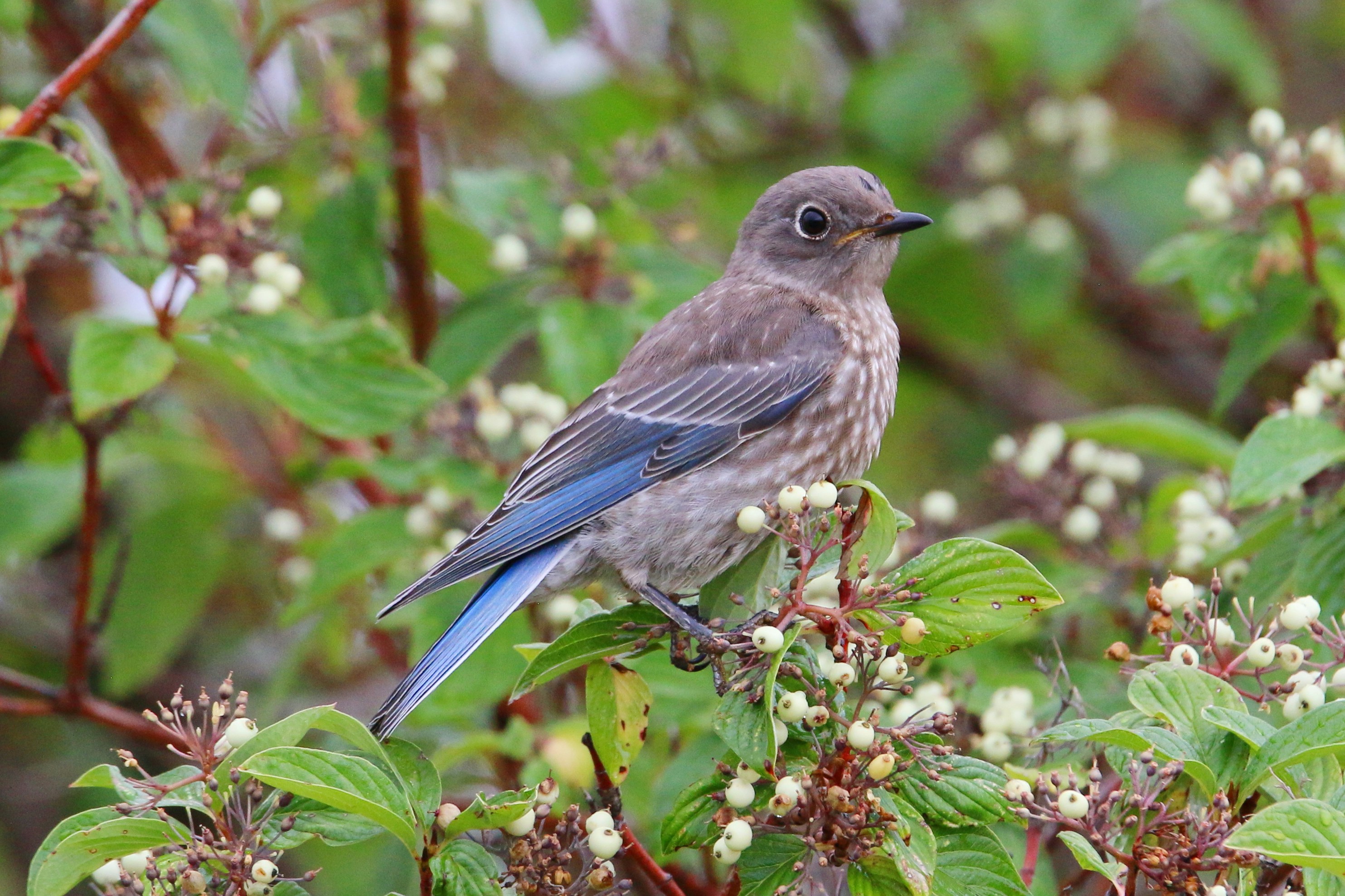 A small bird with blue tail feathers sits on a branch.