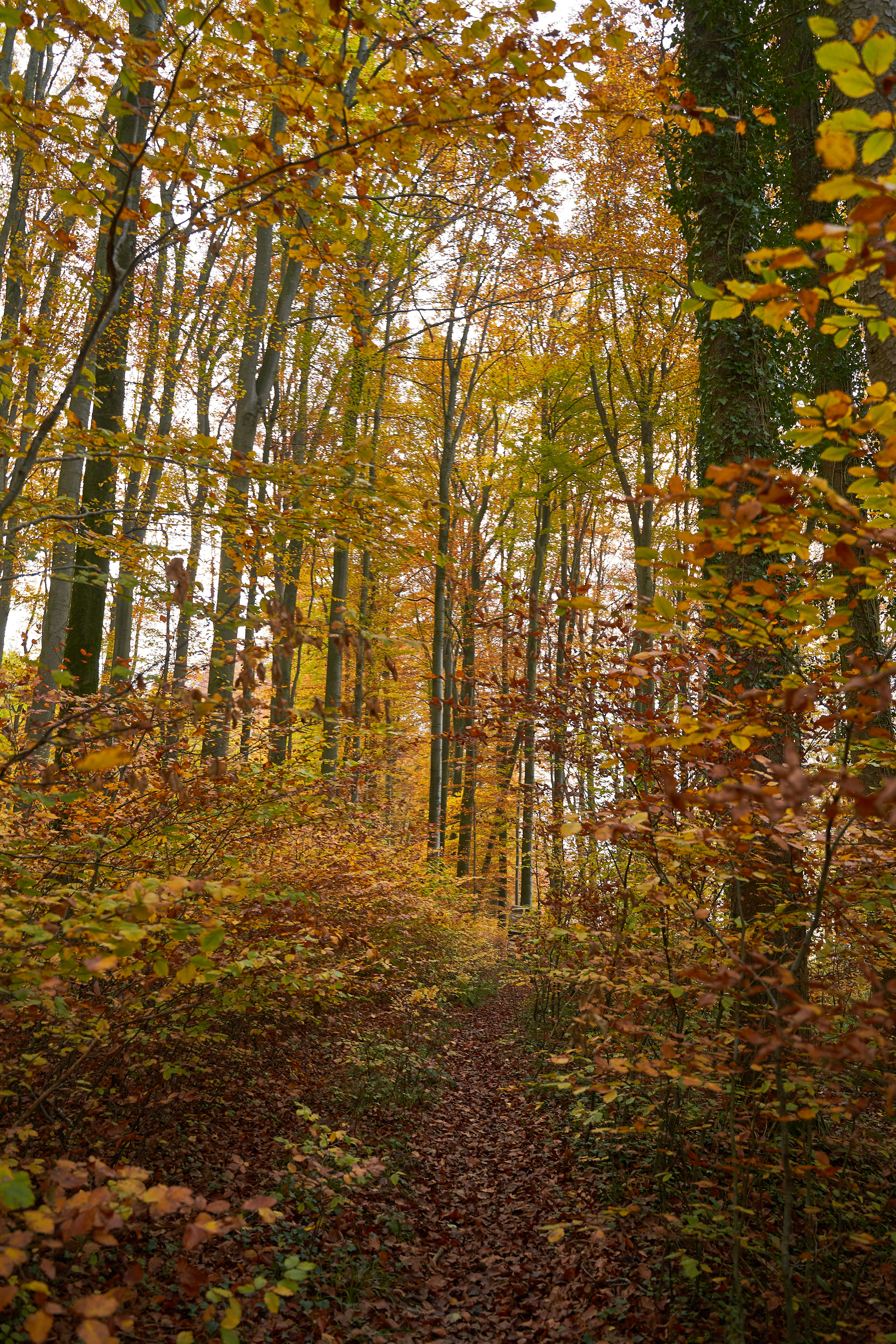 Photo by wolfgang_hasselmann