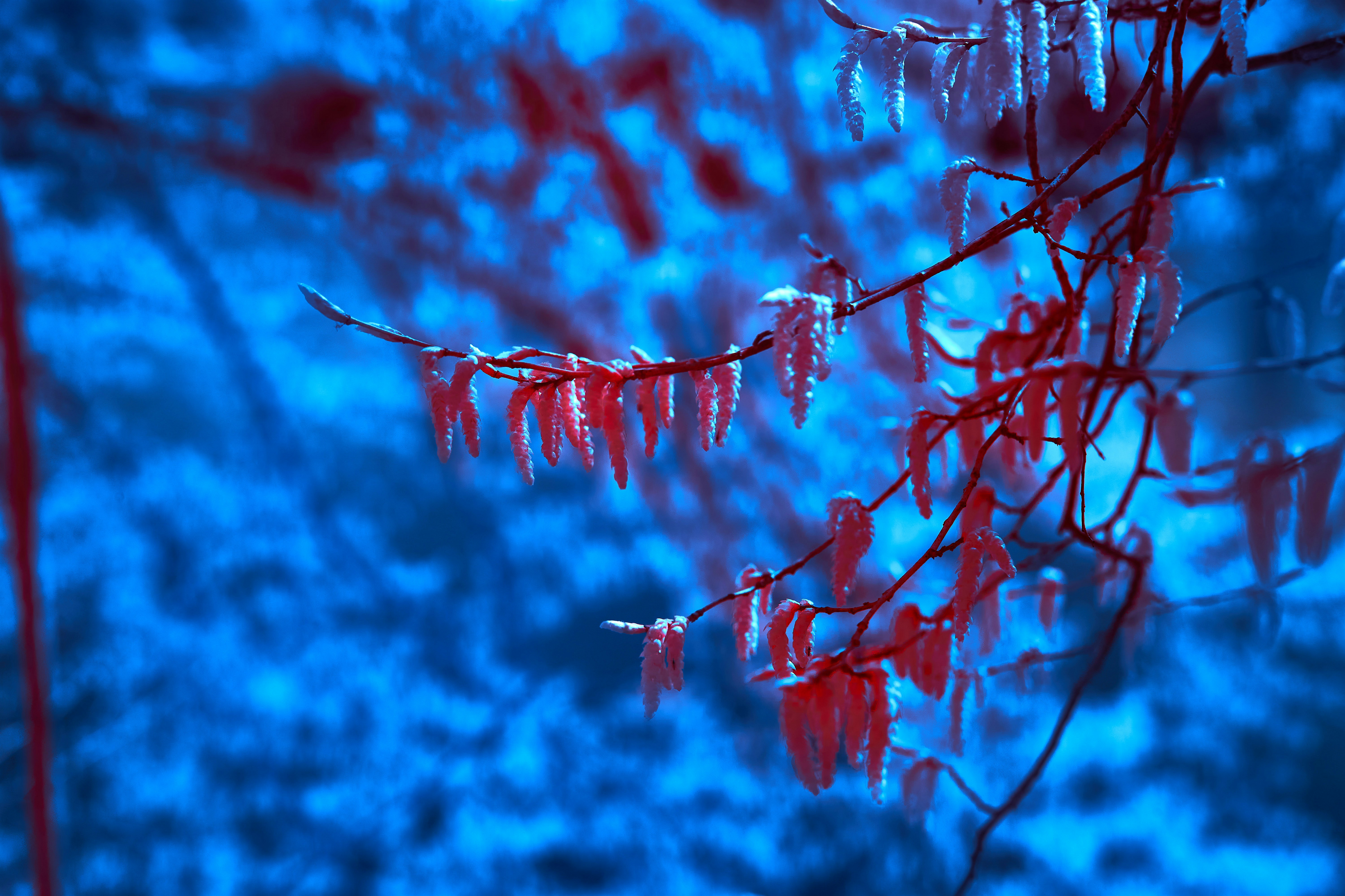 Photo by wolfgang_hasselmann