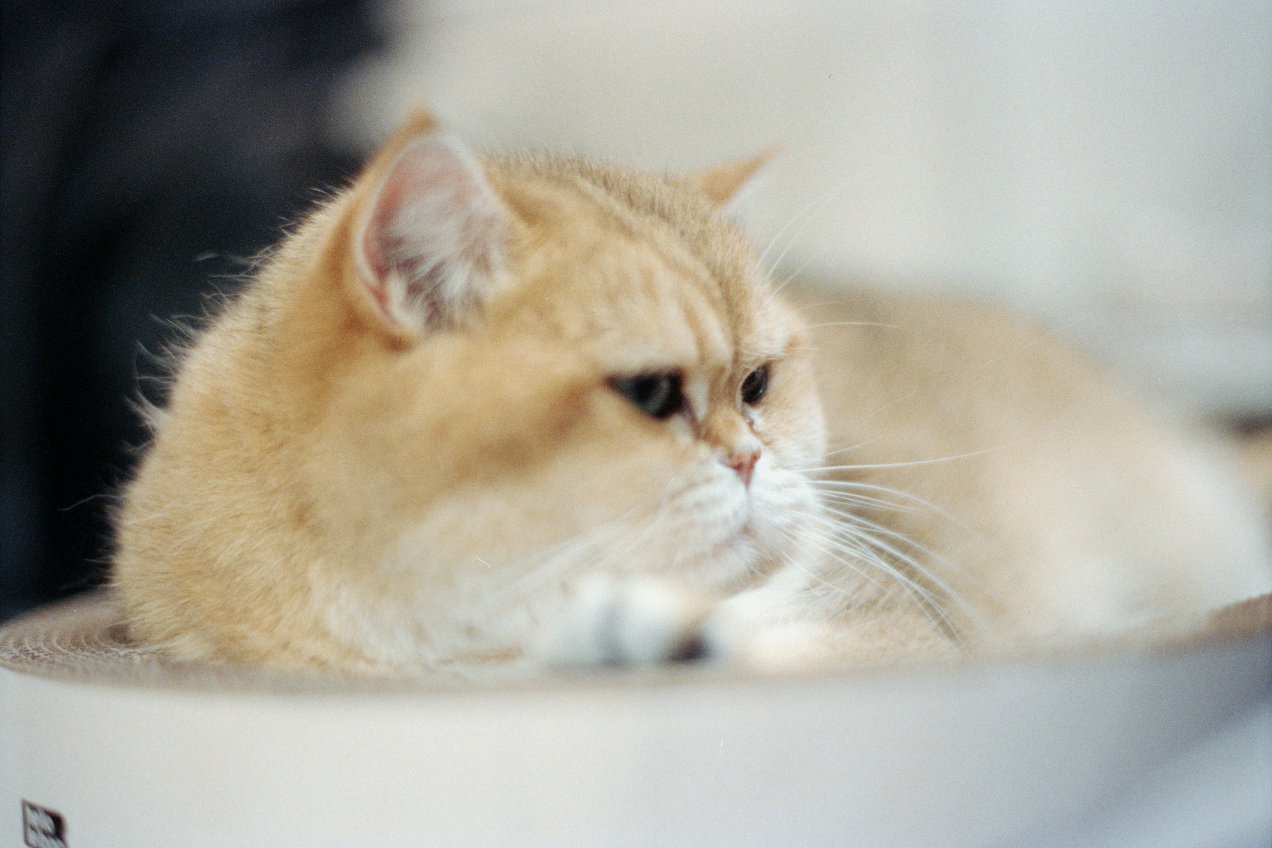 Photo by zhenyao_photo