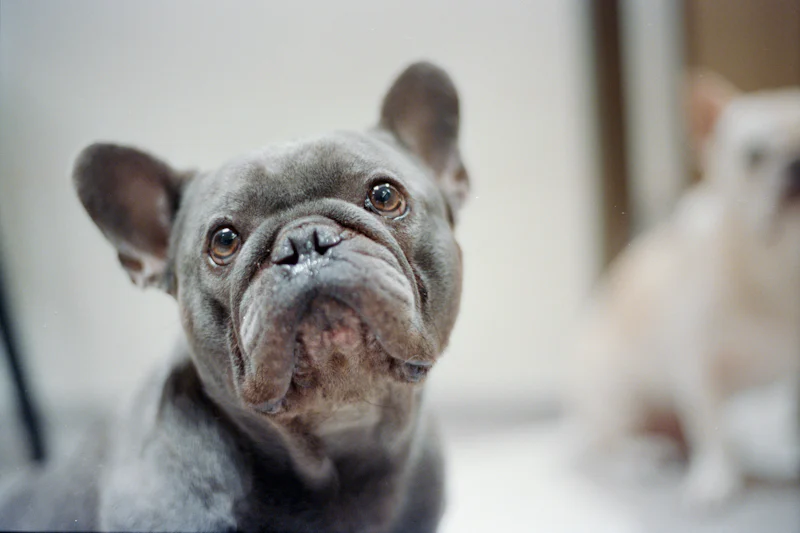 Kapalı mekanda başını yukarı kaldırmış, dikkatle yukarı bakan gri tüylü Fransız Bulldog
