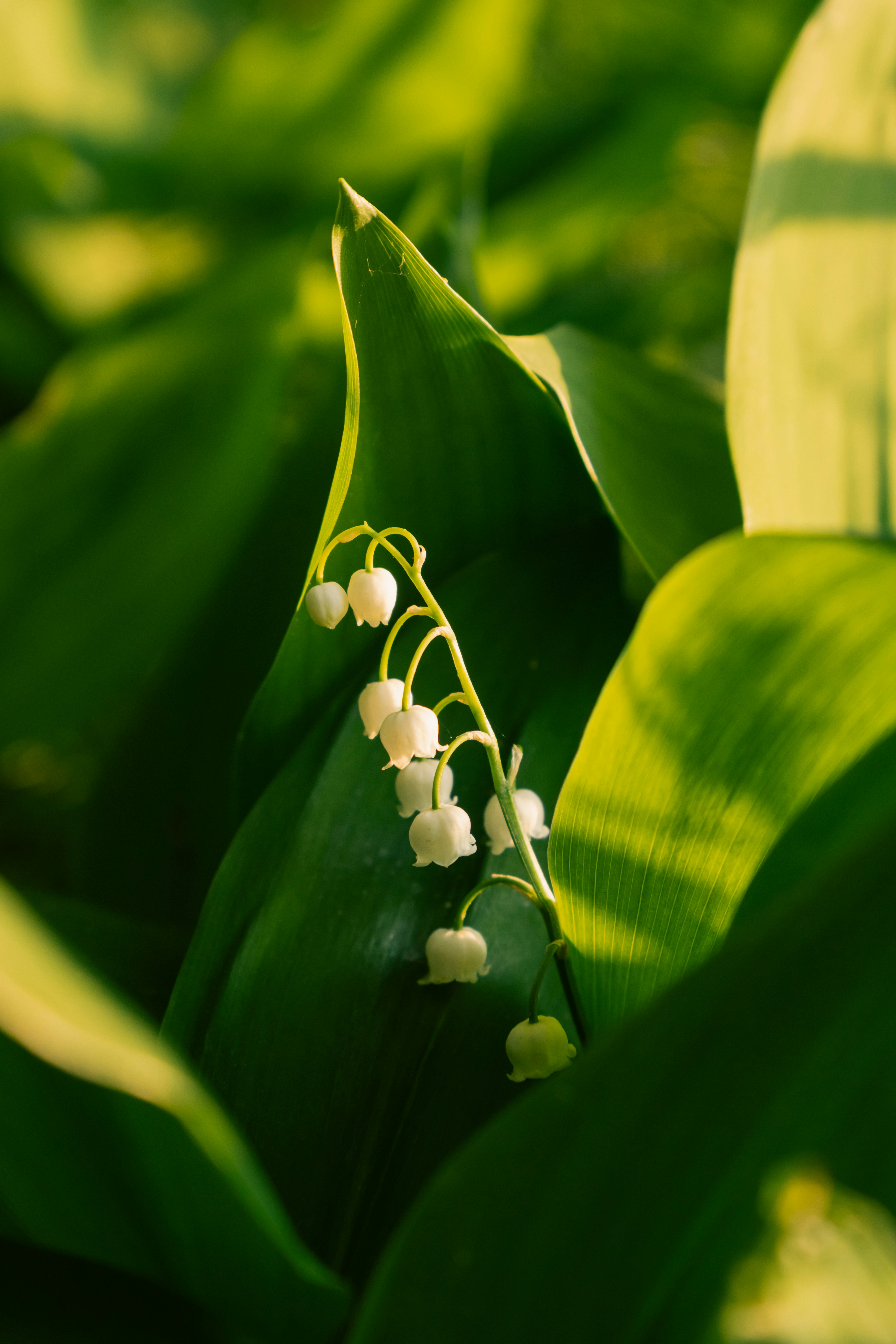 섬세한 은방울꽃이 무성한 녹색 잎사귀에 피어납니다.