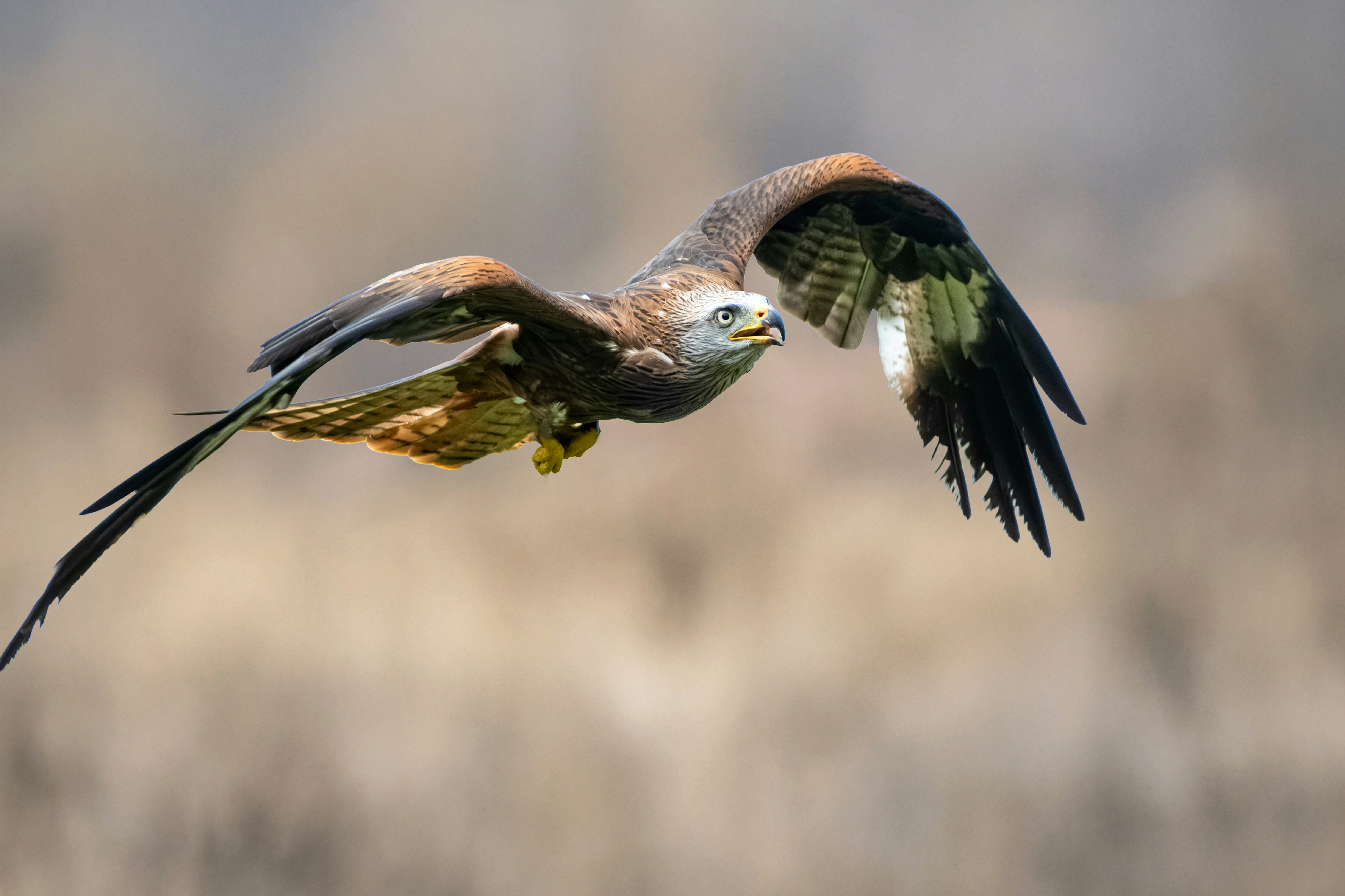 Photo by philrobson100