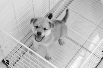 A happy puppy stands inside a white cage.