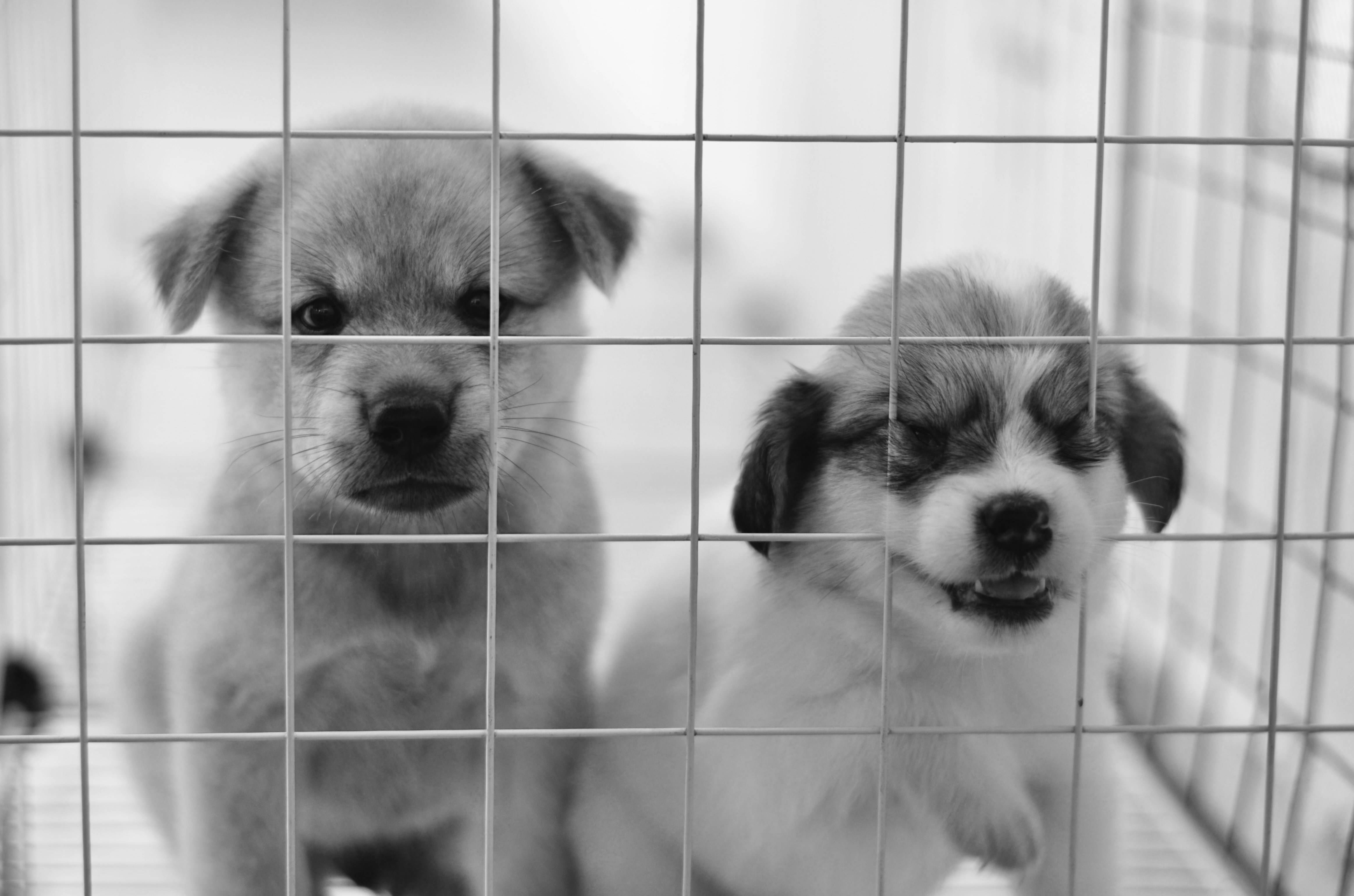 Animal Shelter Support Development and Programs