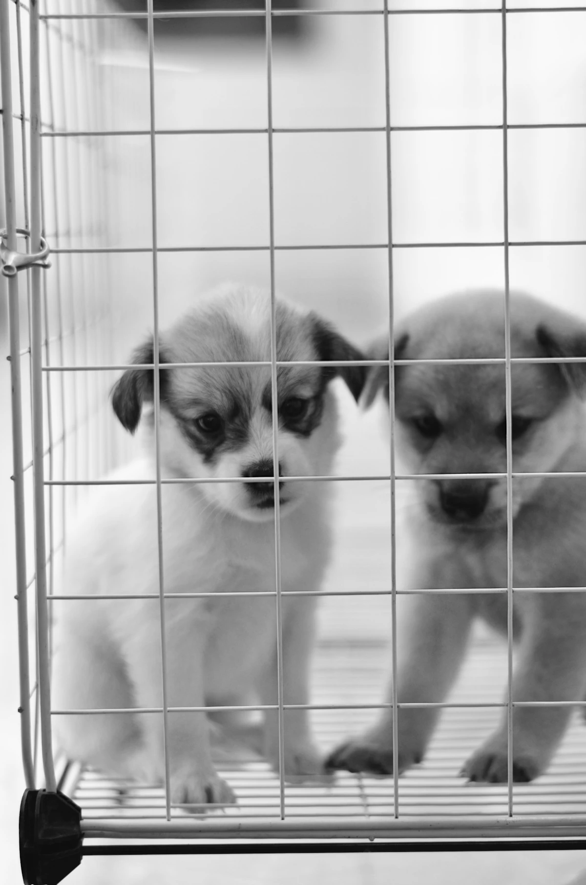 Dua anak anjing di dalam kandang