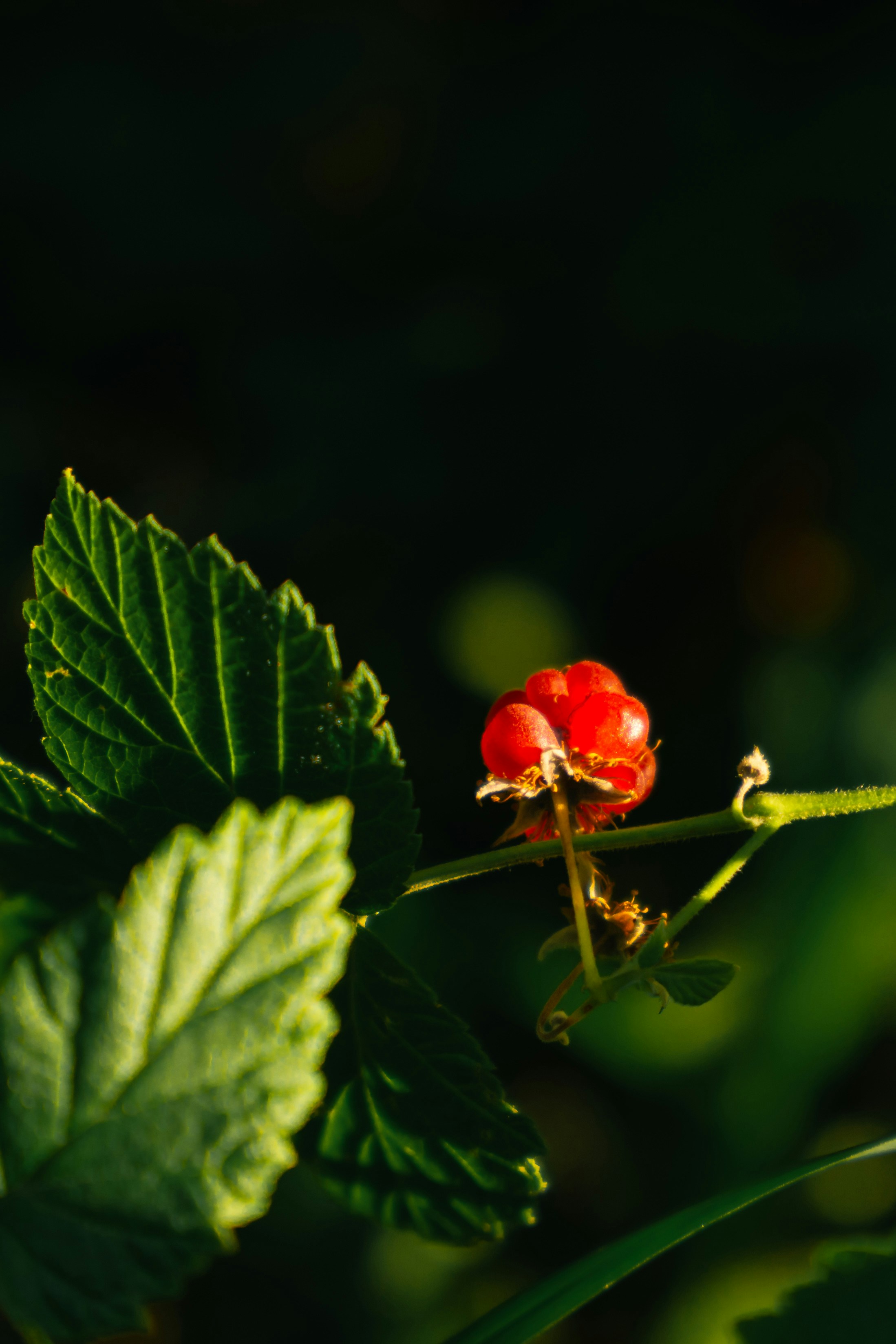 잎이 있는 덩굴에 잘 익은 라즈베리 하나.