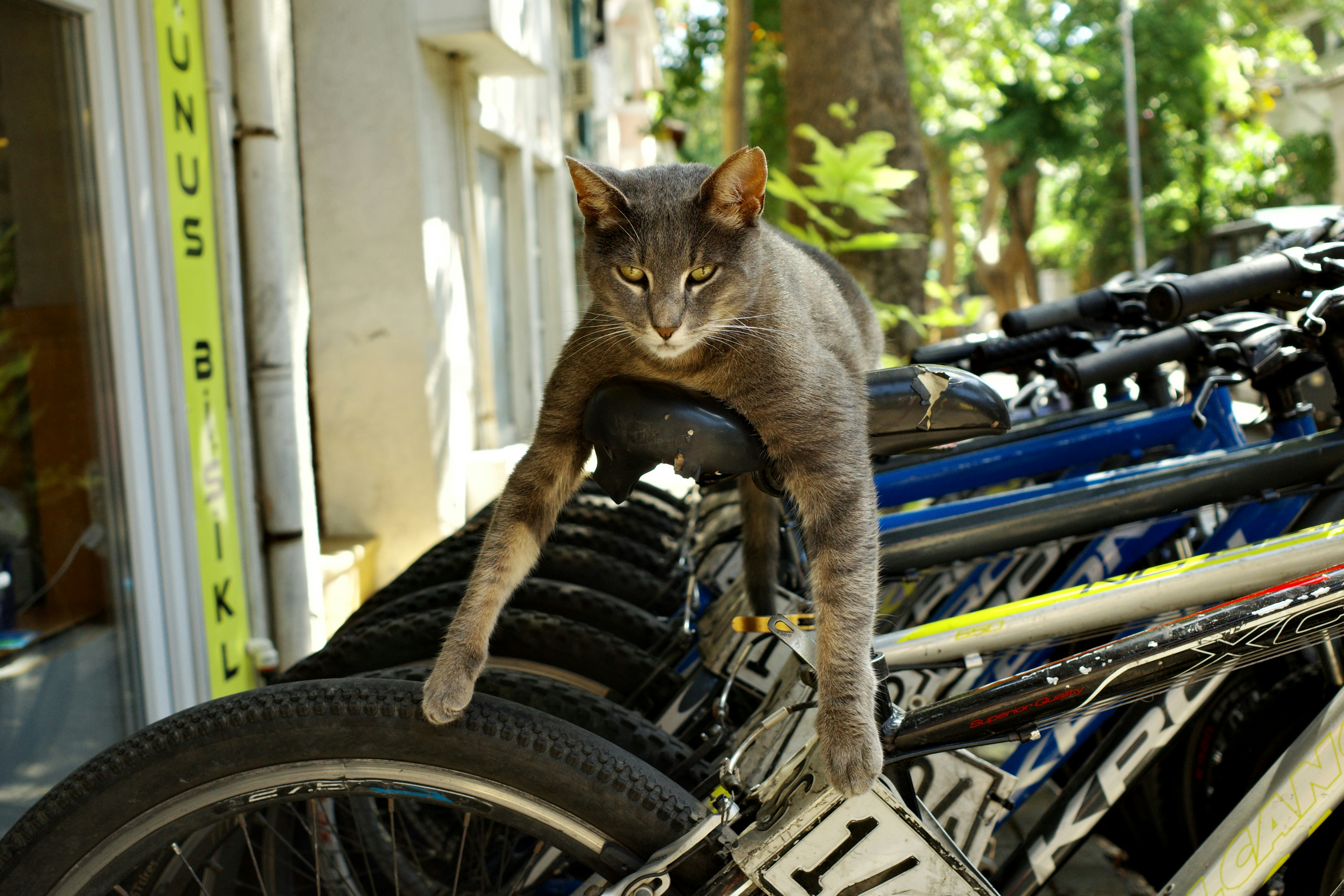 A gray cat rests on a row of bicycles.