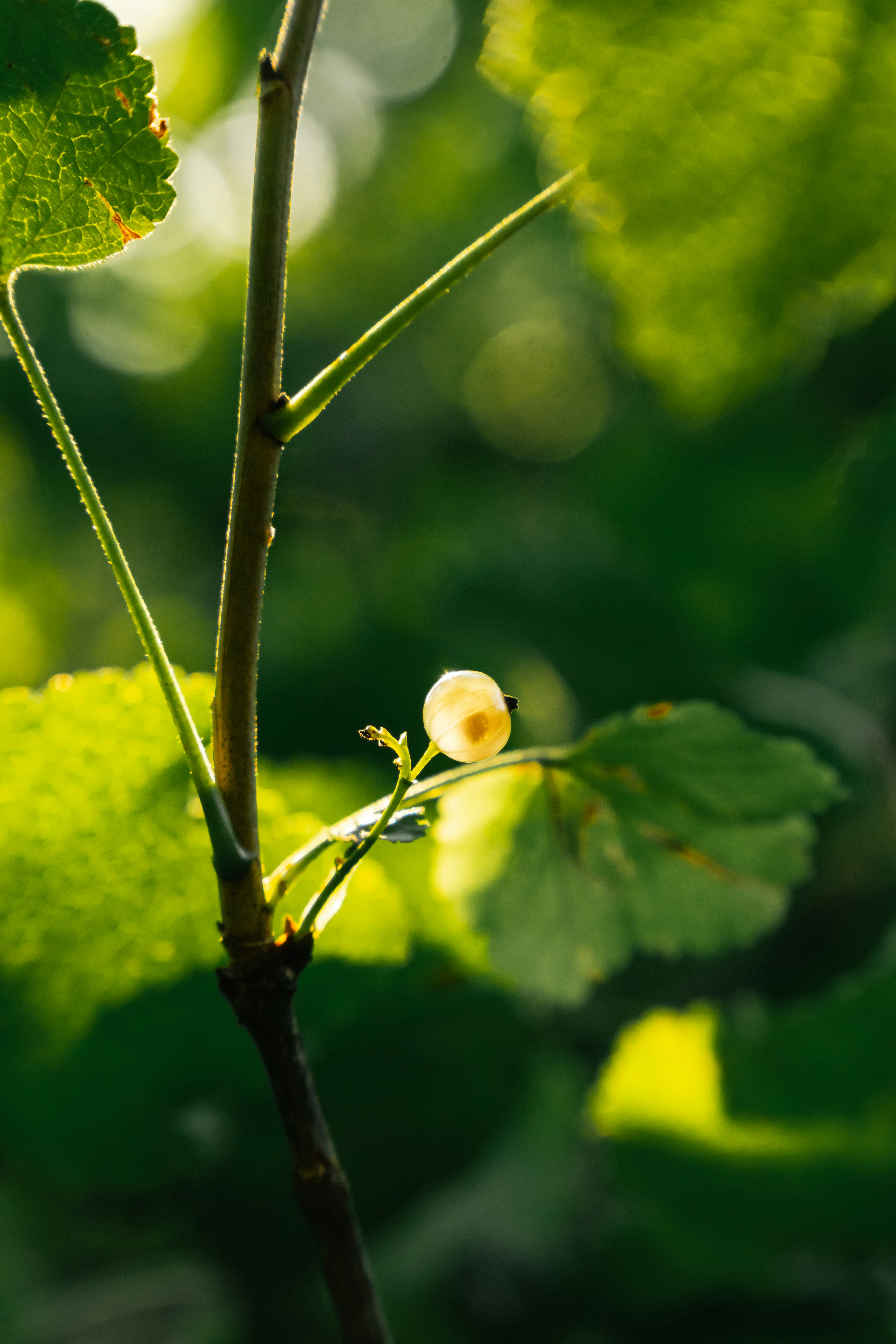 나뭇가지에 있는 백건포도 열매 하나.