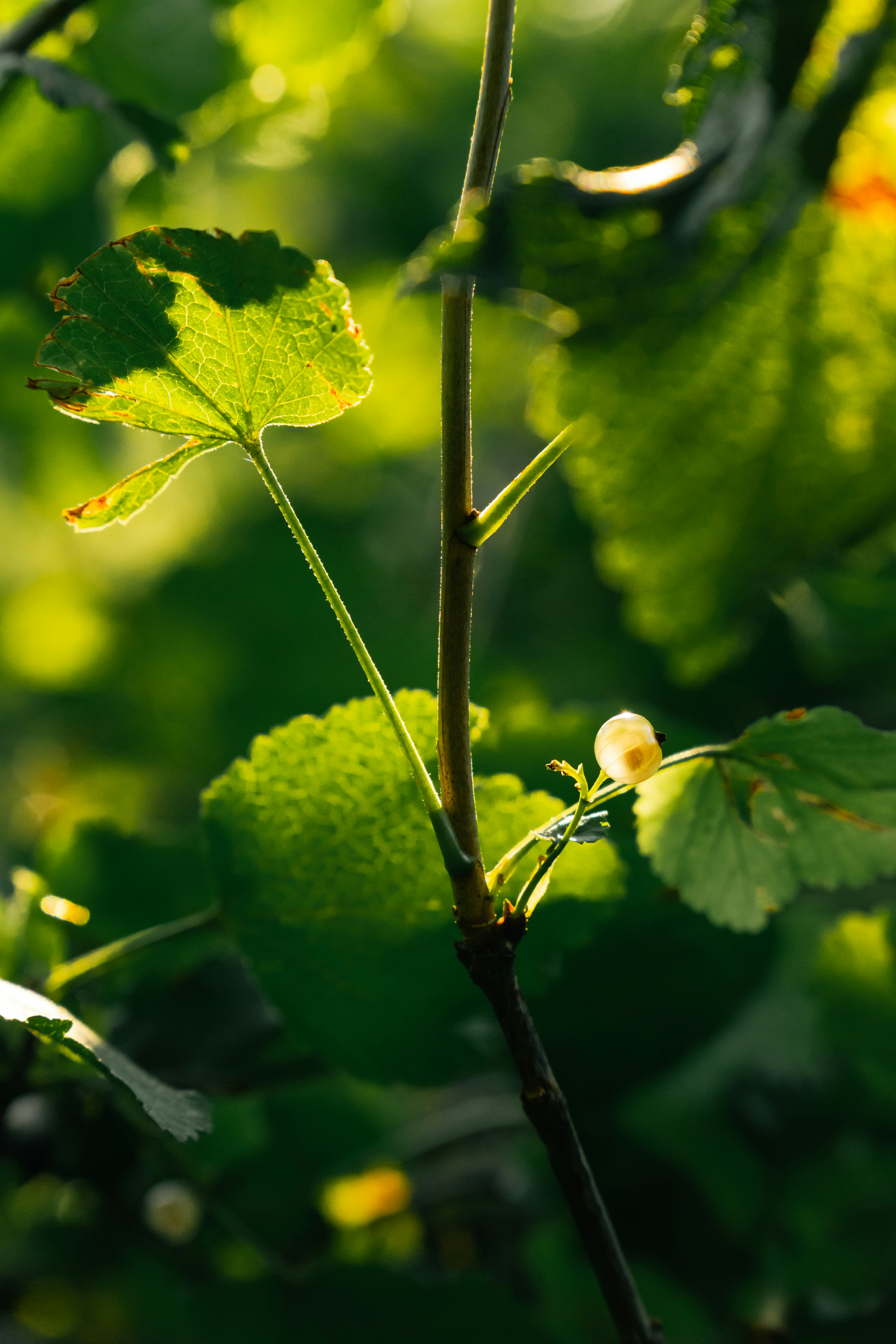 햇빛이 나뭇가지의 녹색 잎을 비춥니다.