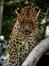 A leopard with its eyes closed sits on a branch.