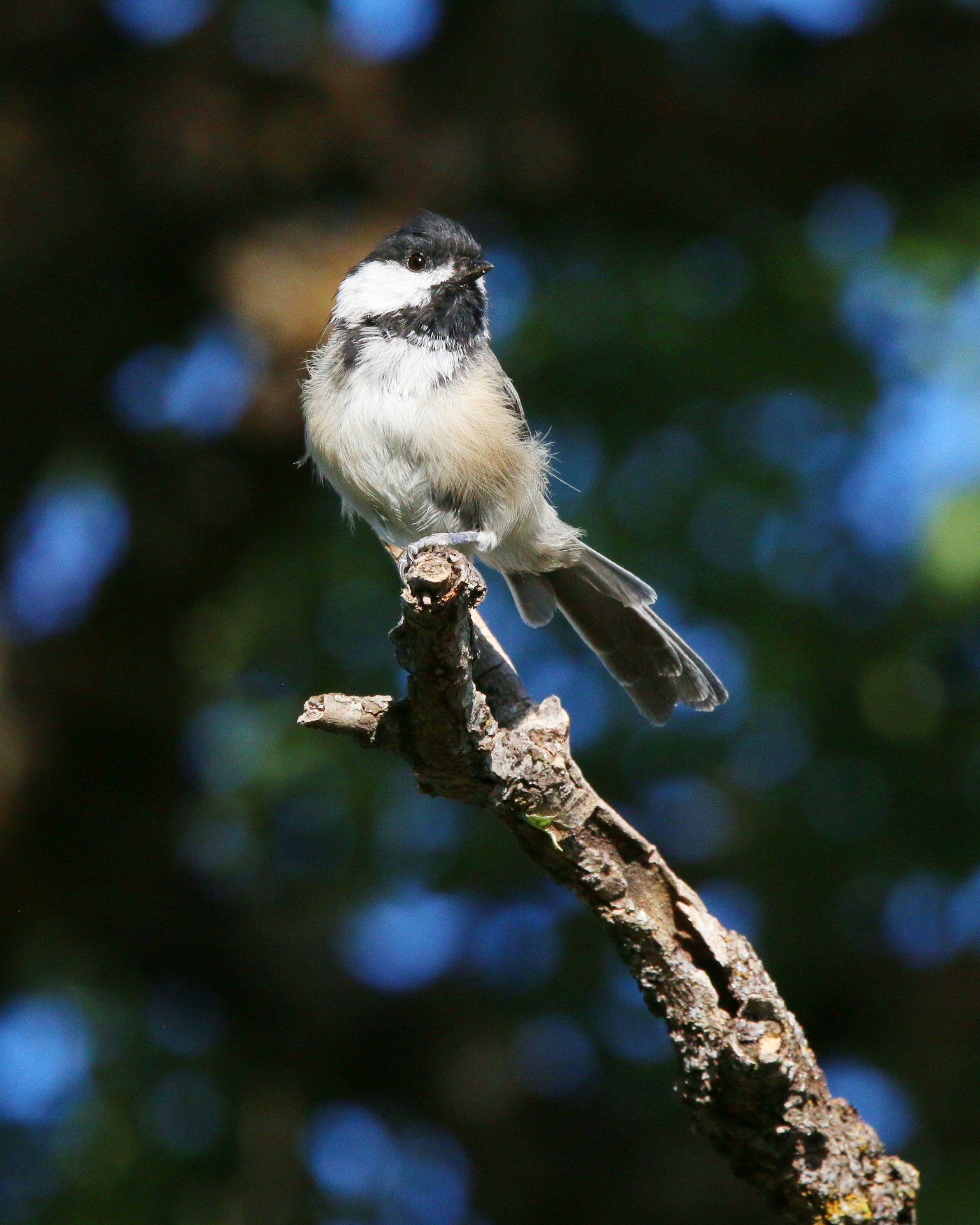 Photo by goldenplover31