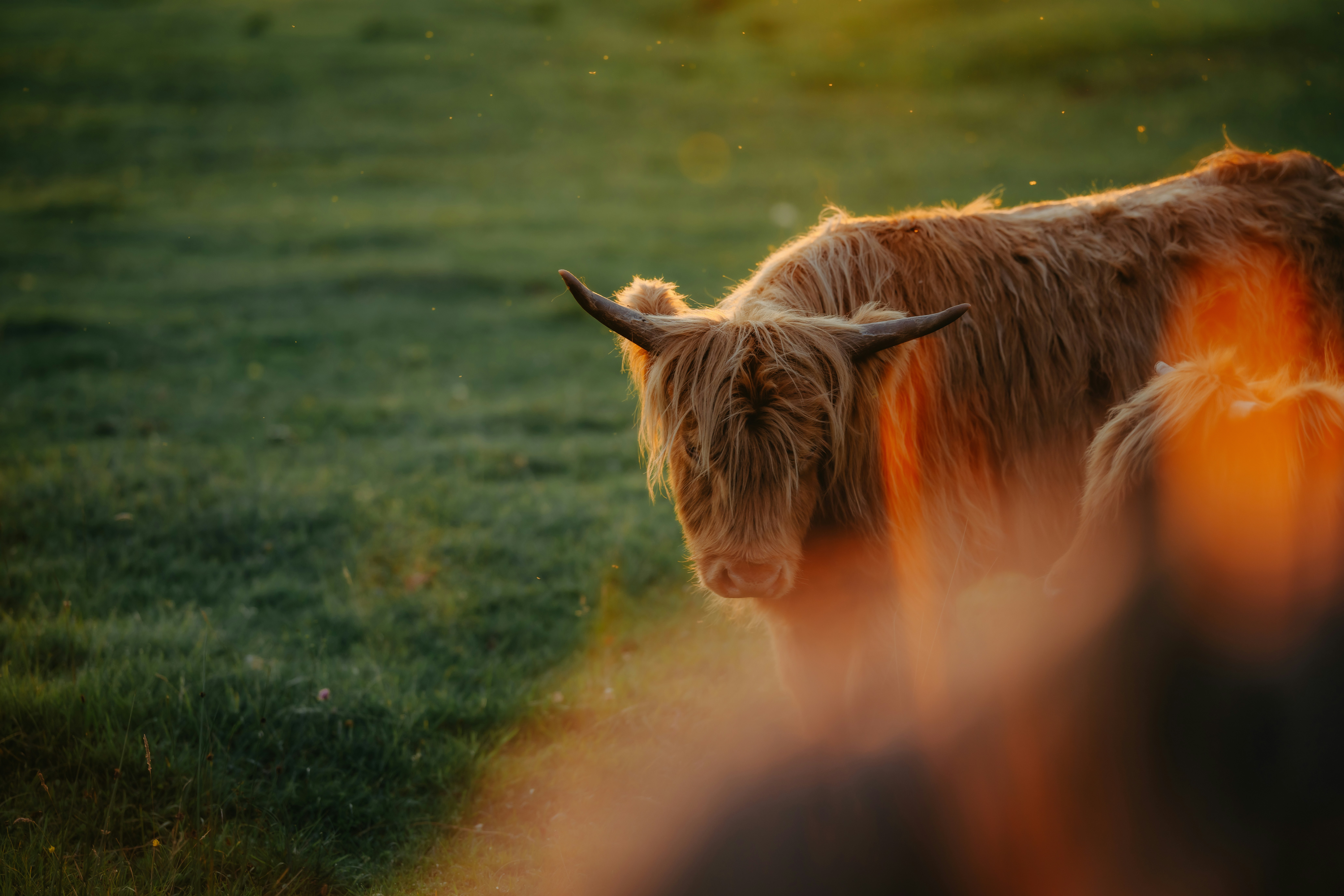 Photo by kristapsungurs