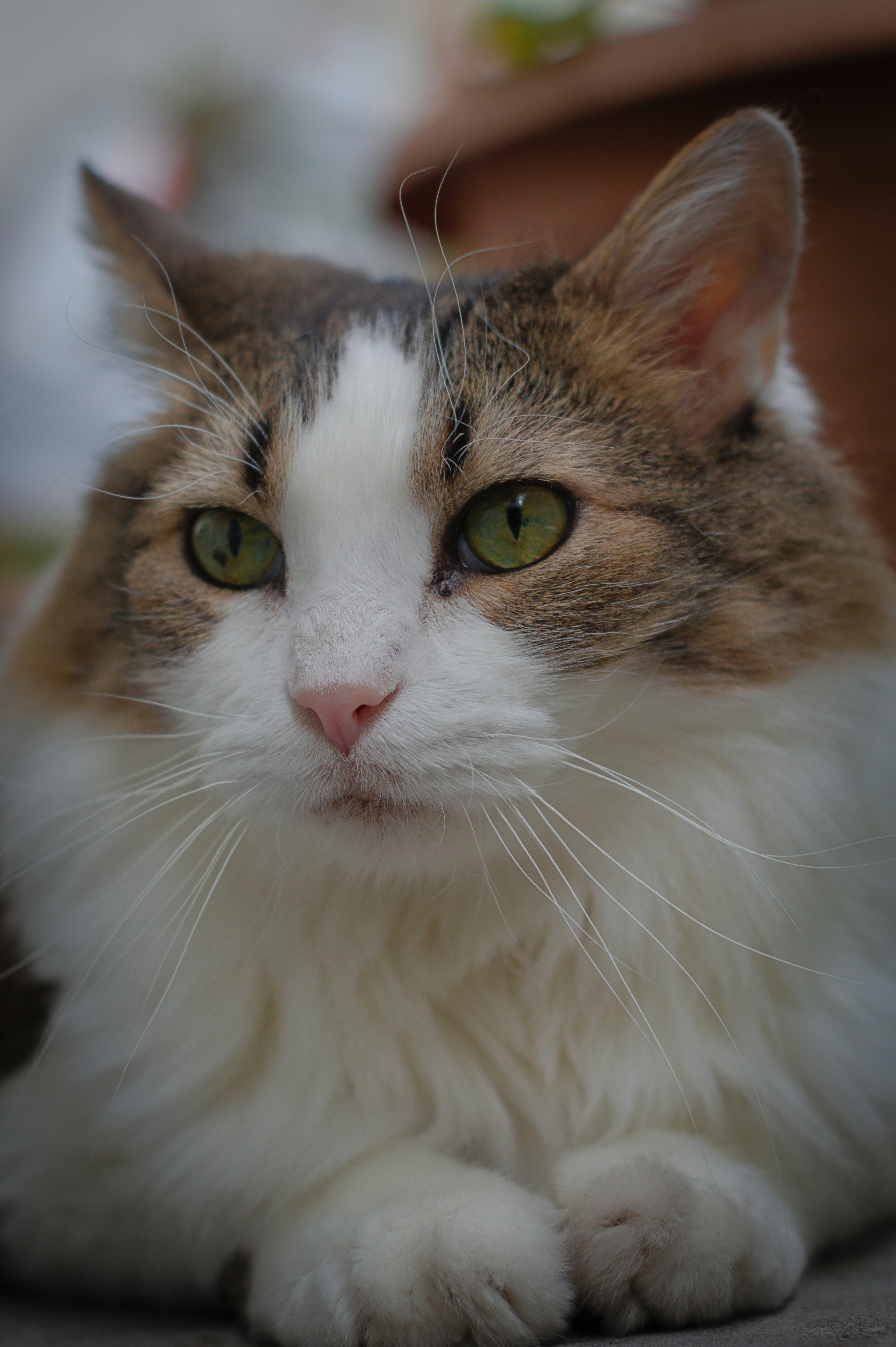 Photo by richardrivas