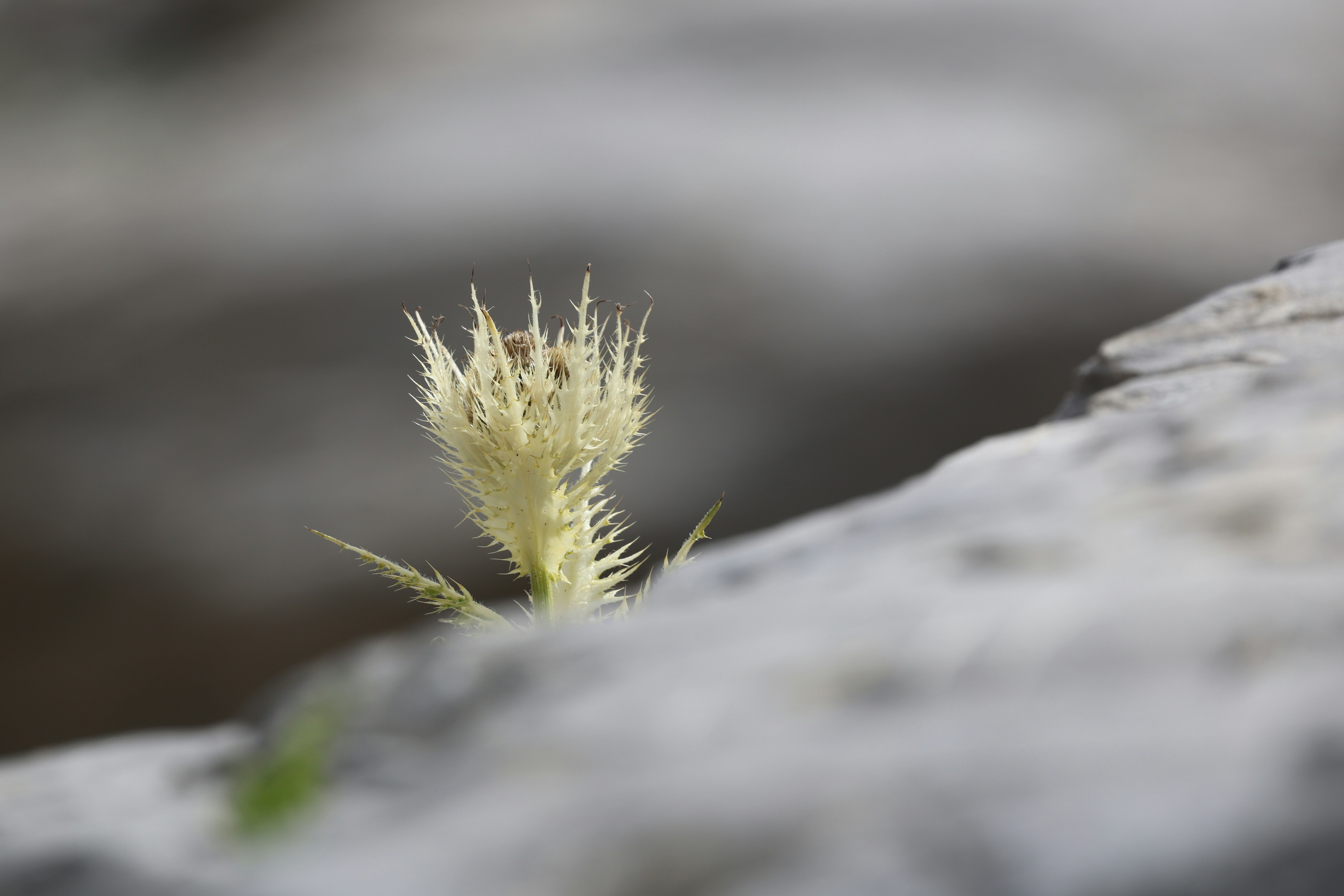 Photo by valomukitse