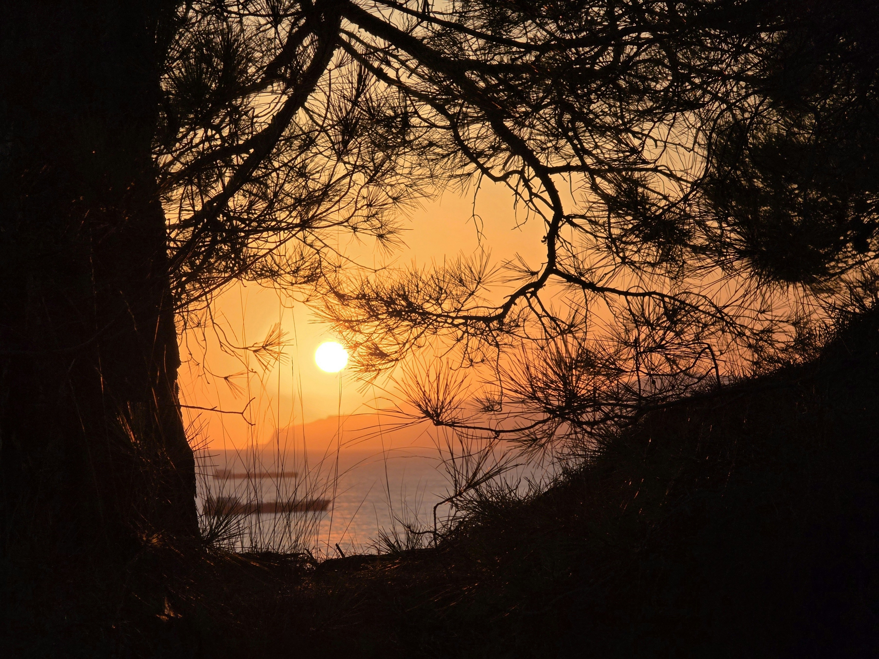 Sunset over the ocean viewed through trees