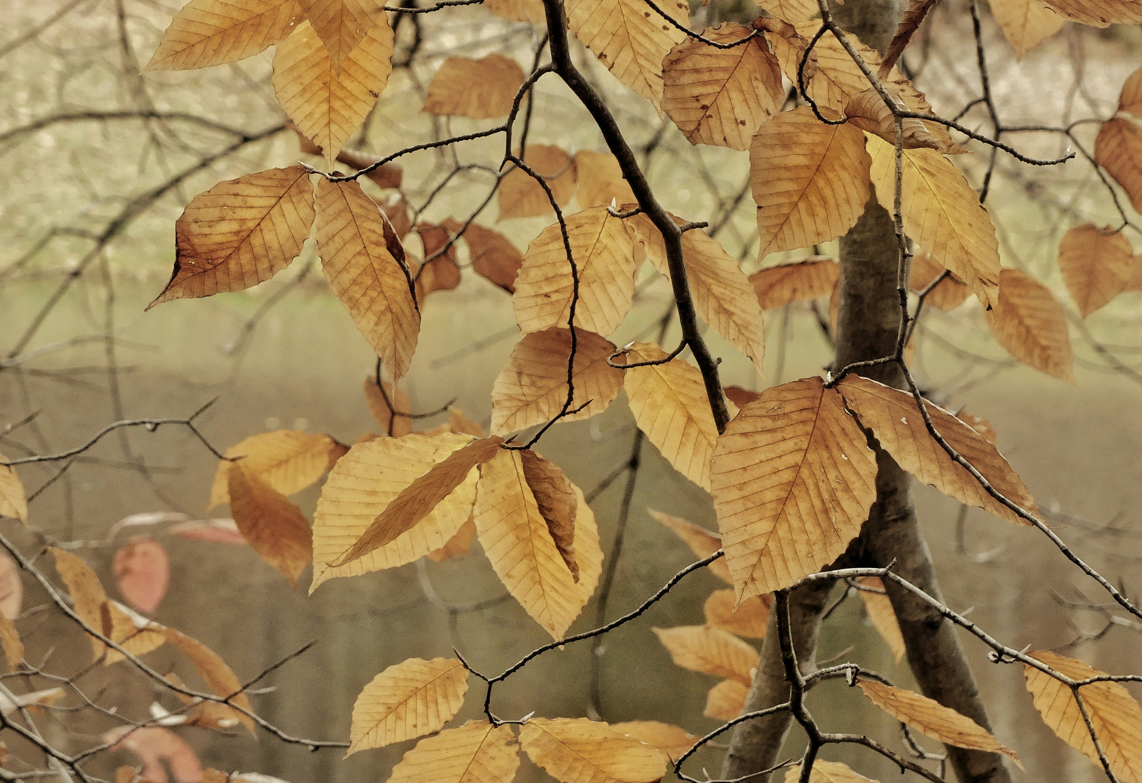 Feuilles d'automne sur une branche d'arbre avec un fond doux. photo – Image  gratuite de Automne sur Unsplash, image size:3000x2057