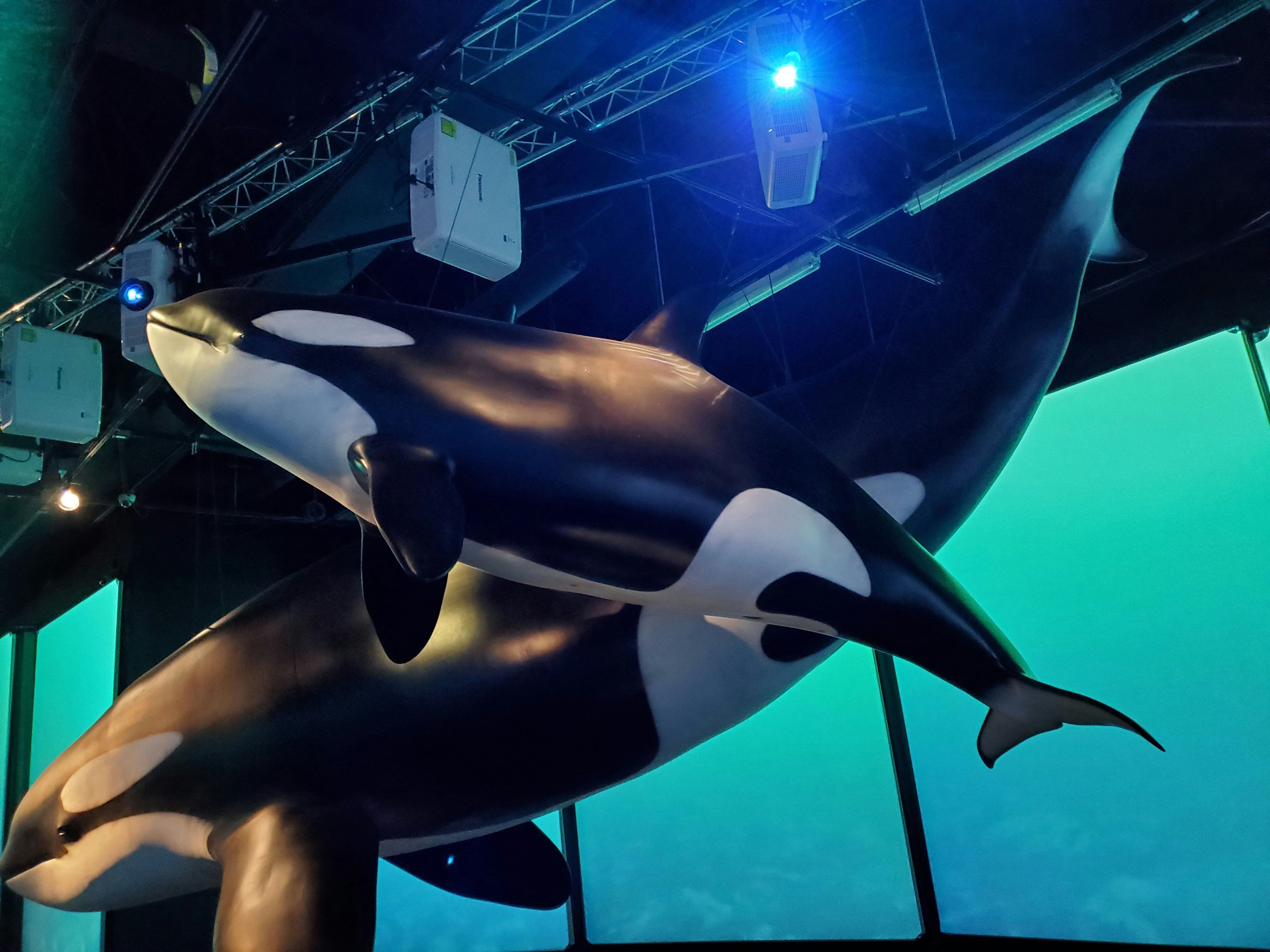 Two orcas swimming in a dark, blue-lit aquarium.