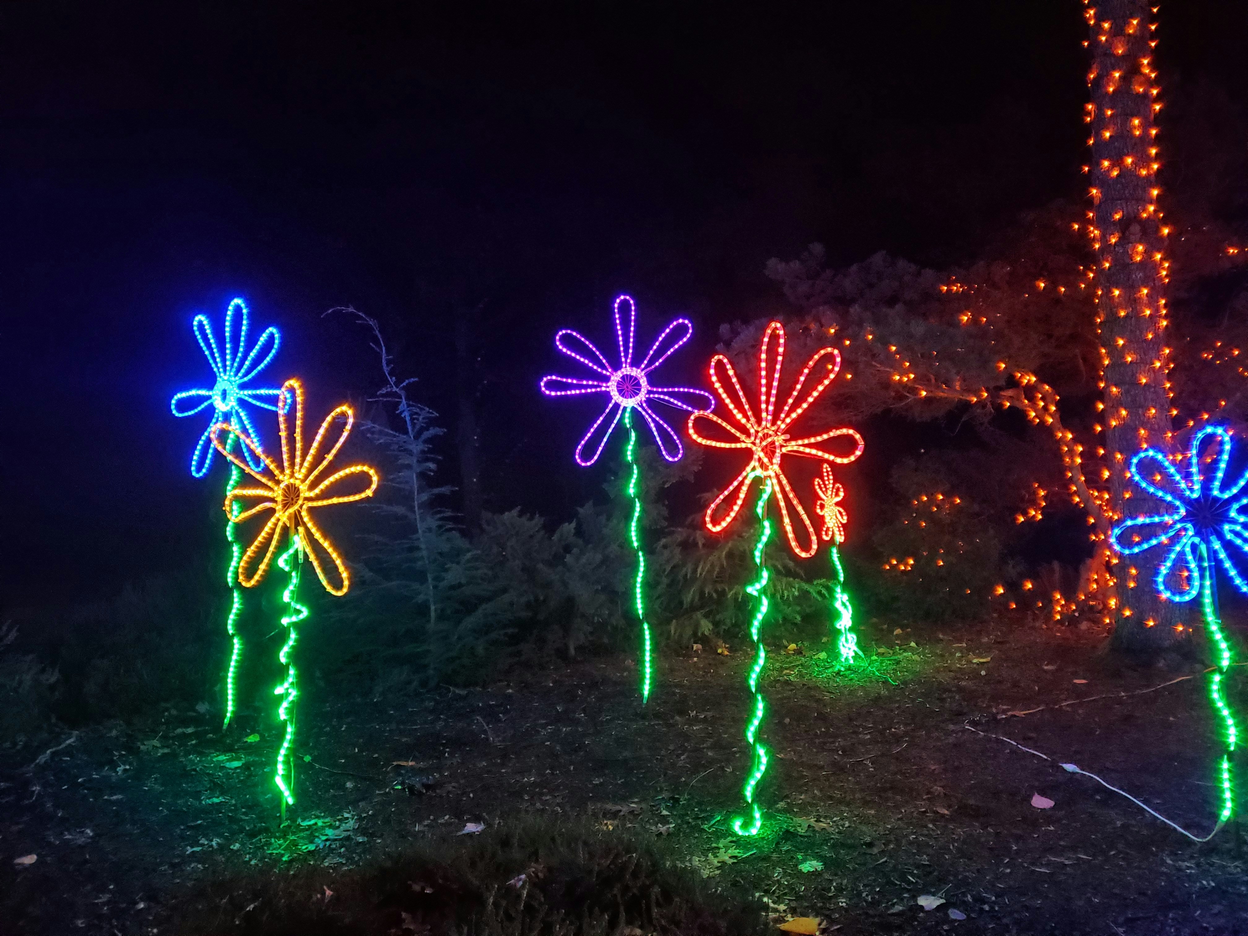 Fleurs lumineuses colorées dans un jardin enchanté