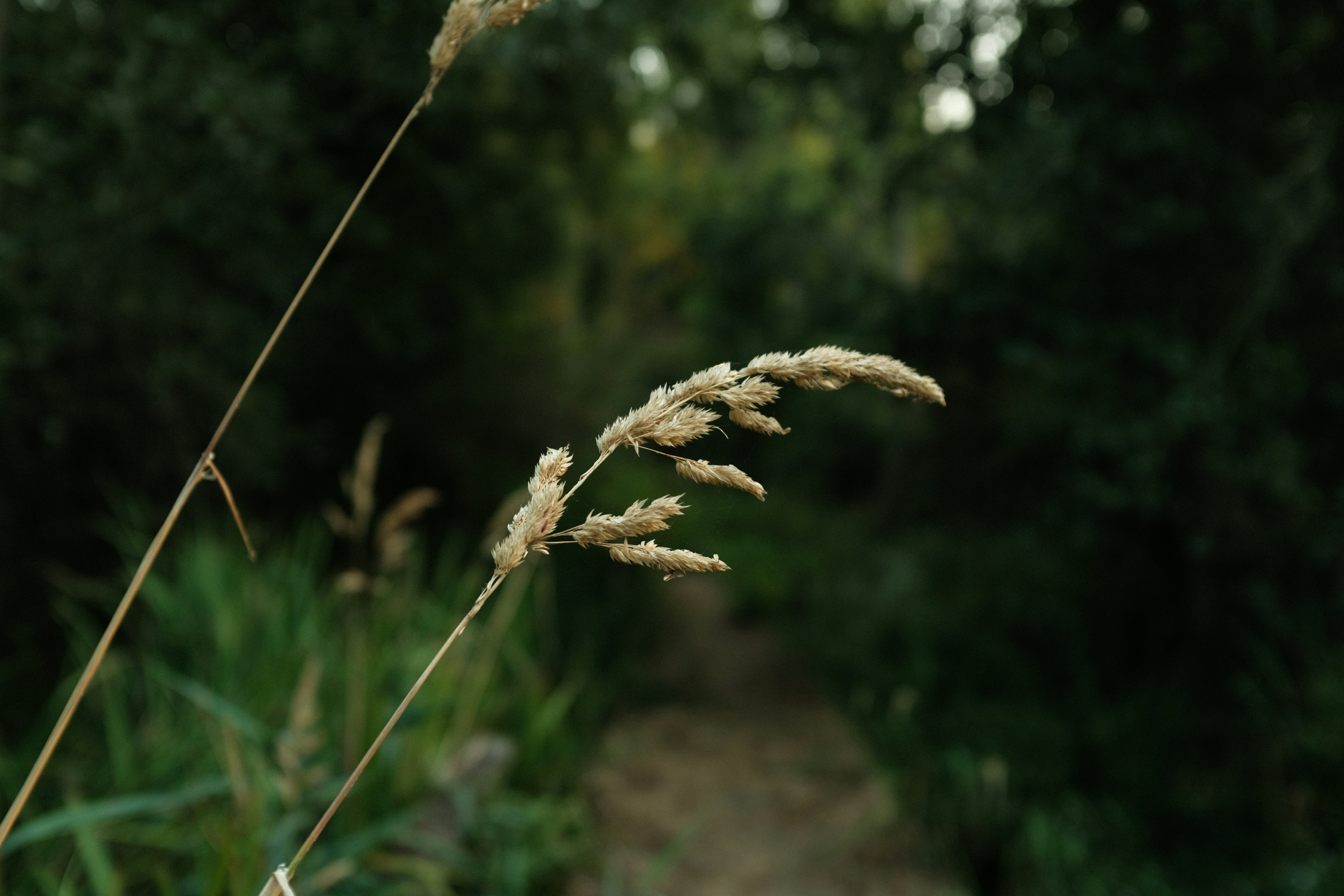 Dry grass stalks in a blurred forest path