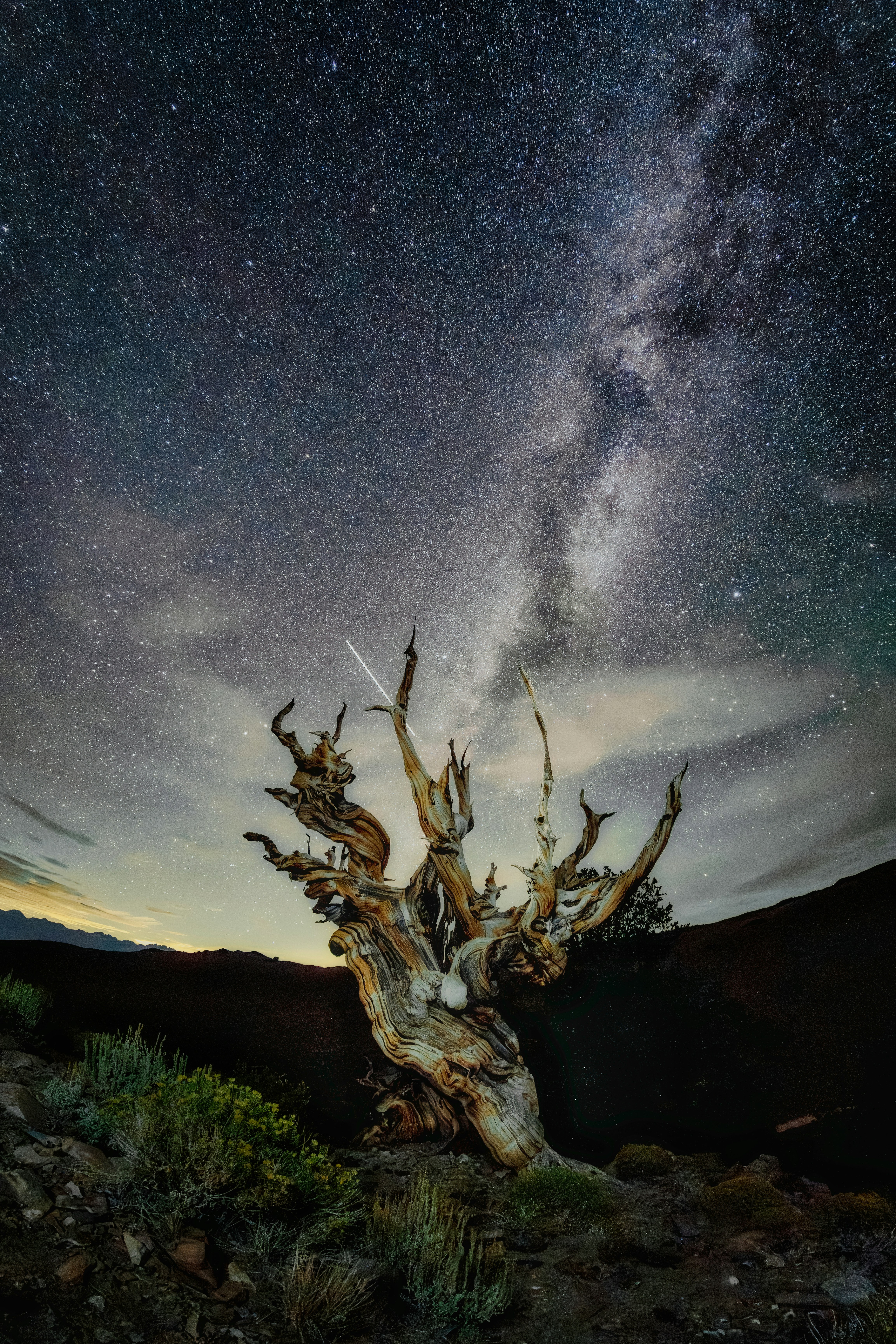 Ancient tree silhouetted against the starry night sky.