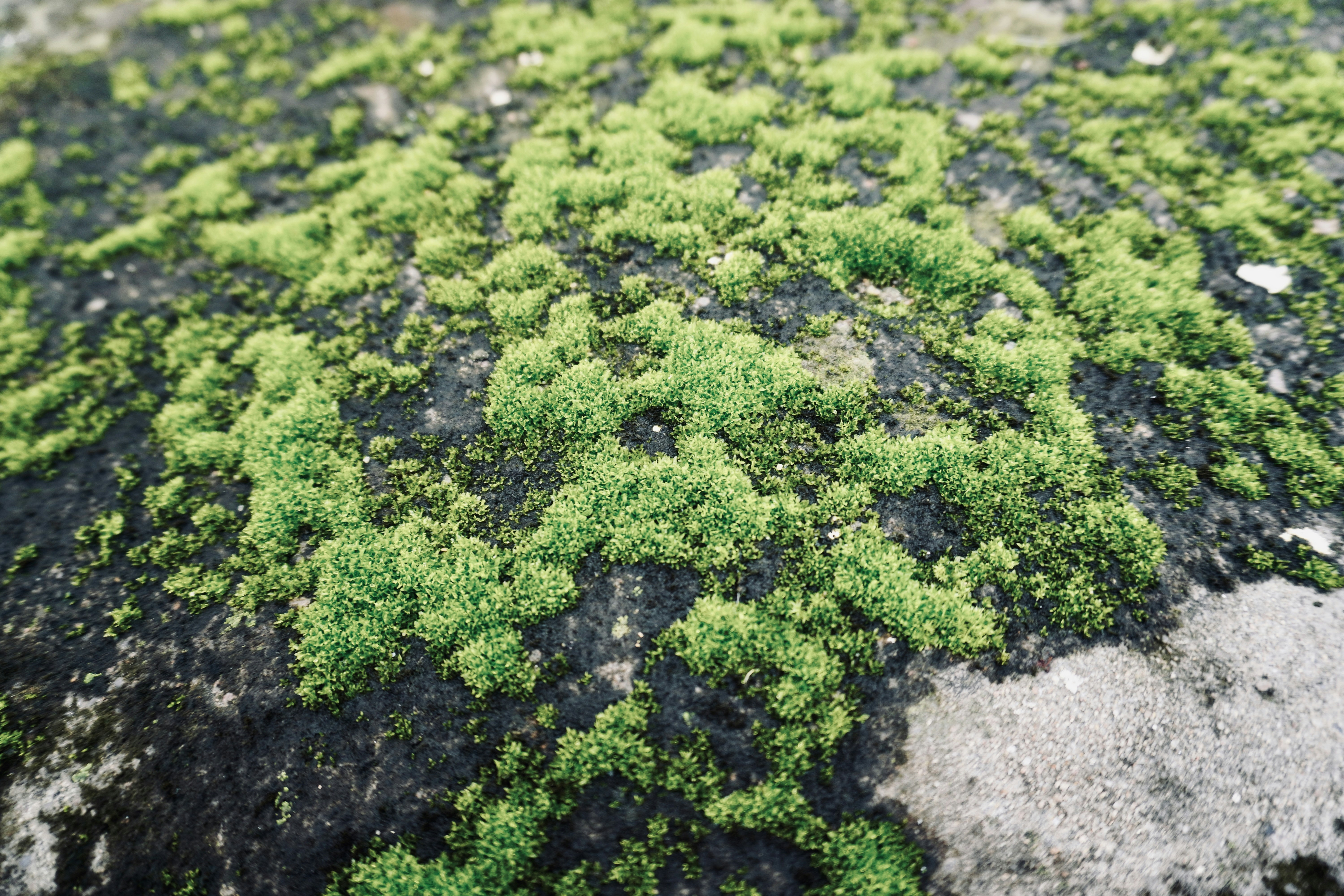 Photo by justjoker44