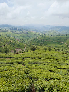 Lush green tea plantations cover rolling hills under a cloudy sky.