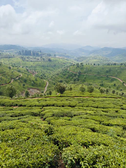 Lush green tea plantations cover rolling hills under a cloudy sky.