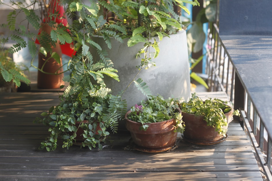 Balcony herb tea garden grow herbal teas: practical guide overview